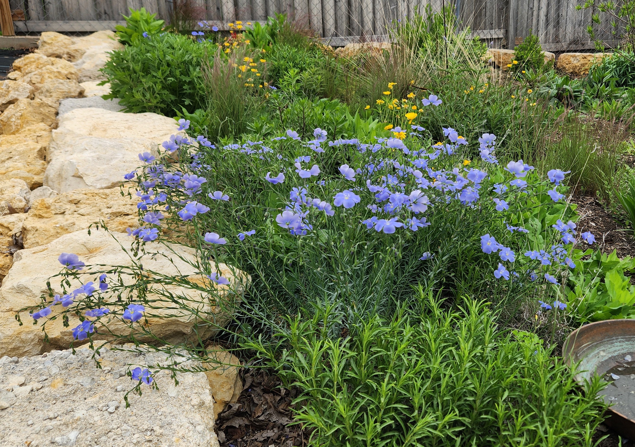 Linum lewisii (Blue Flax)