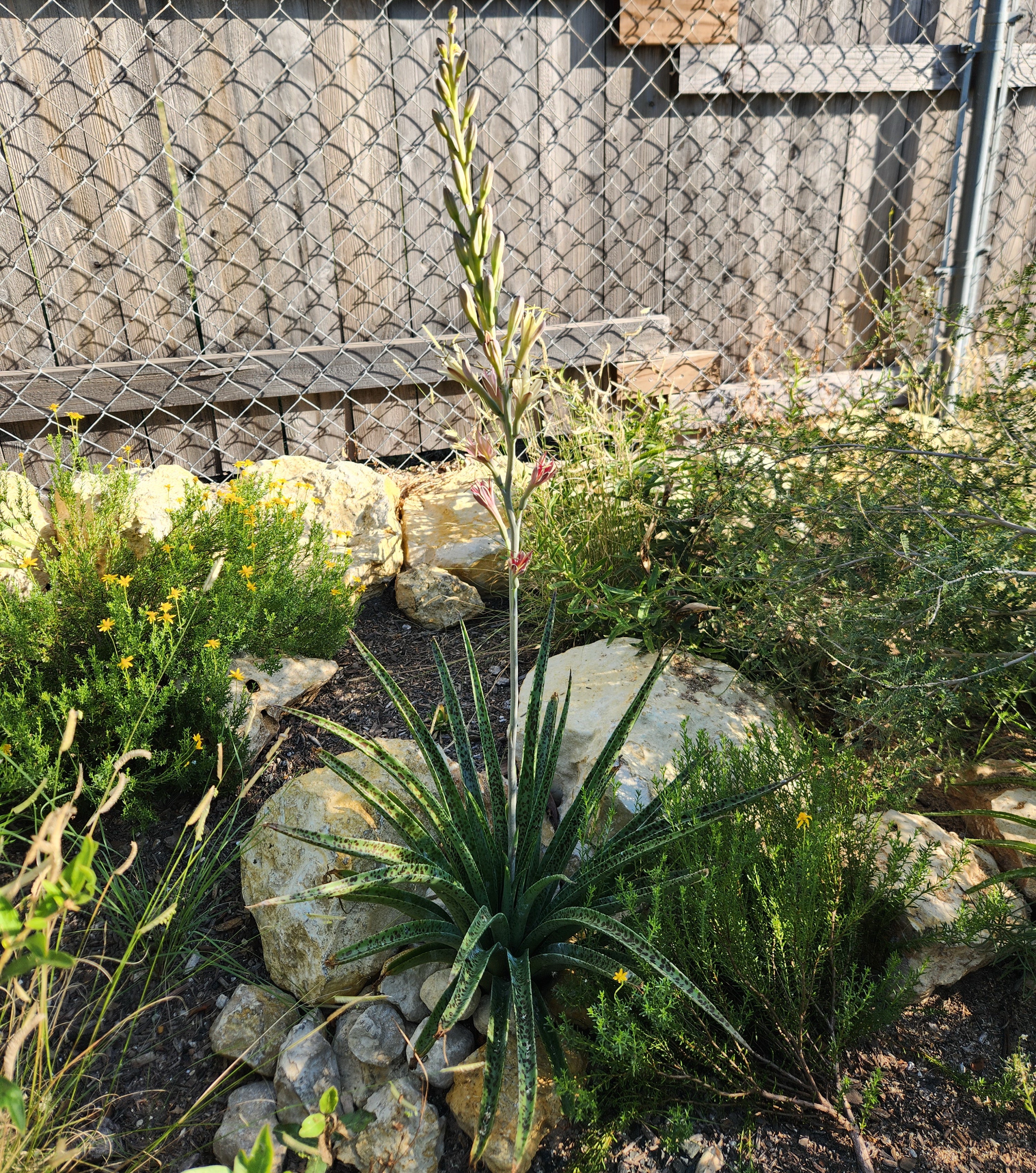 Manfreda maculosa (Texas Tuberose)