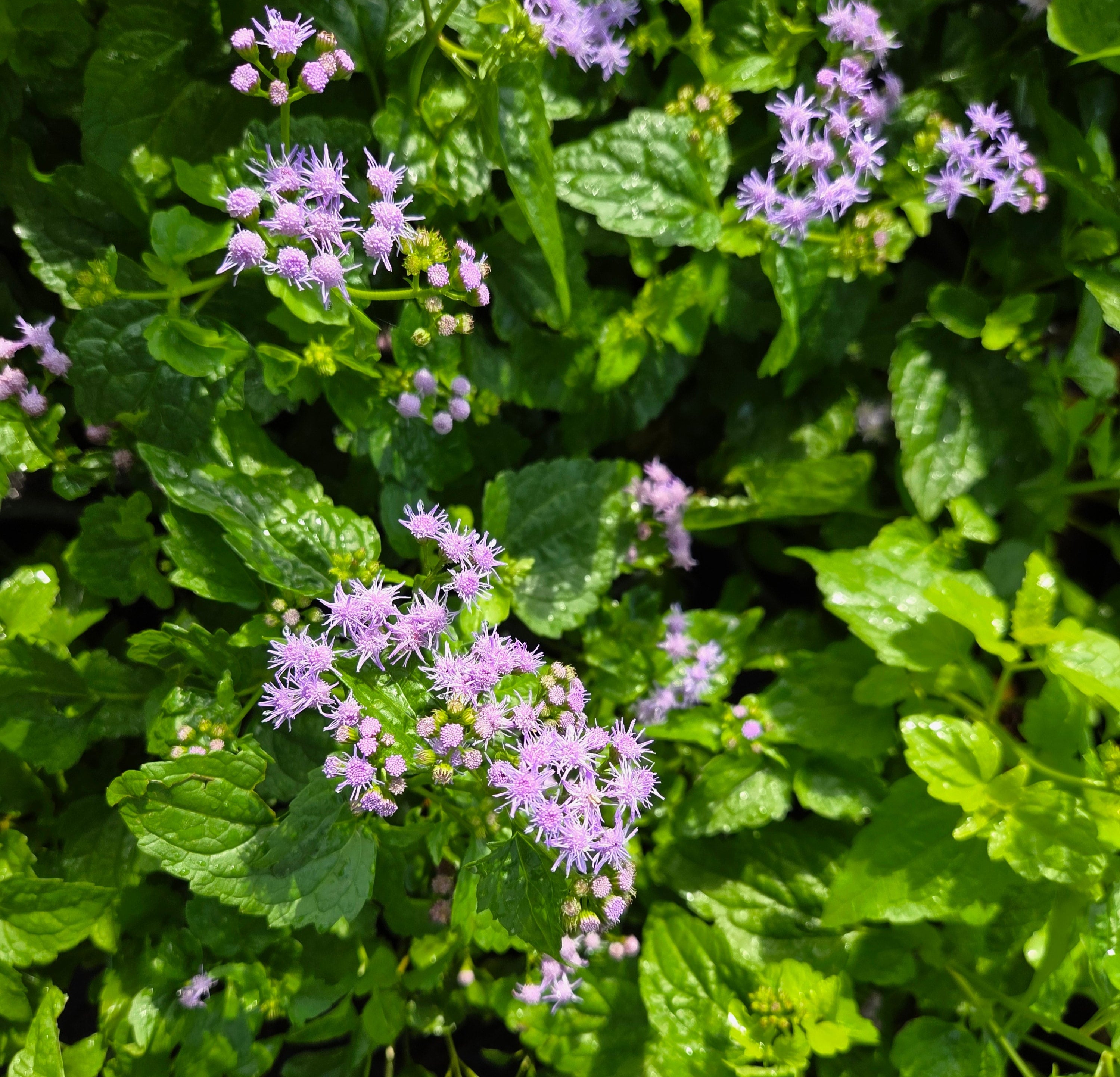 Conoclinium coelestinum (Blue Mistflower)
