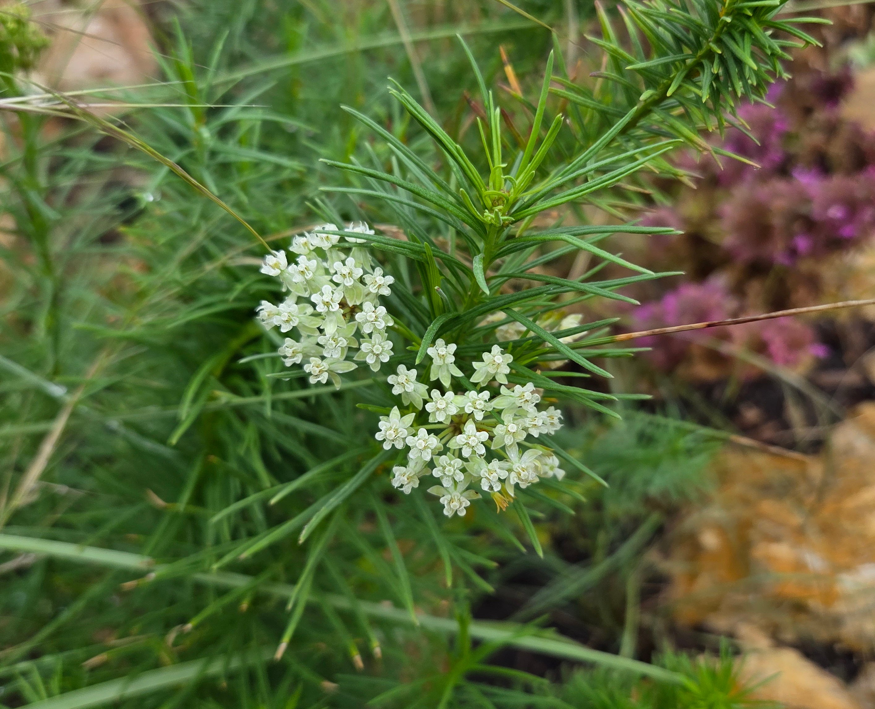 Asclepias verticillata (Whorled Milkweed)