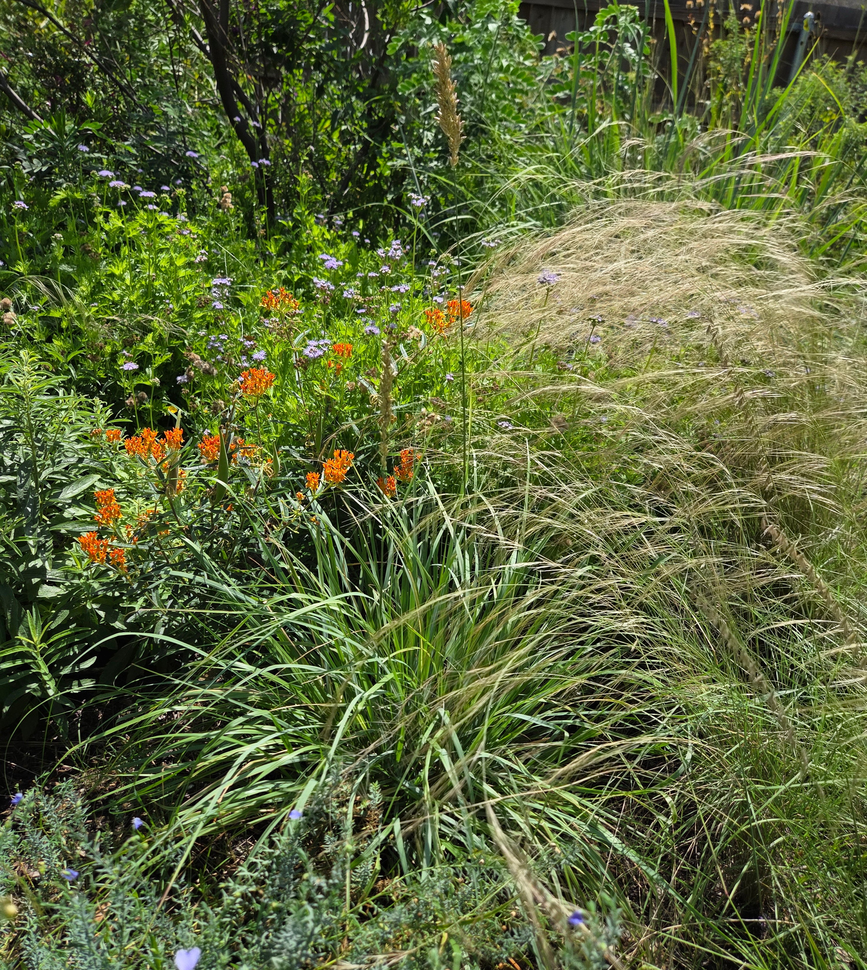 Tridens congestus (Pink Fluffgrass)