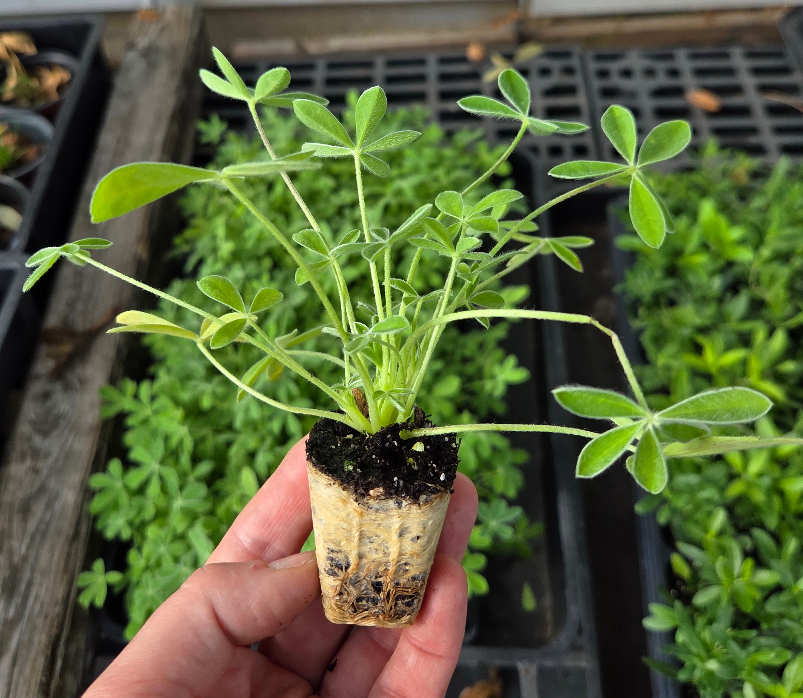 Lupinus texensis (Texas Bluebonnets)