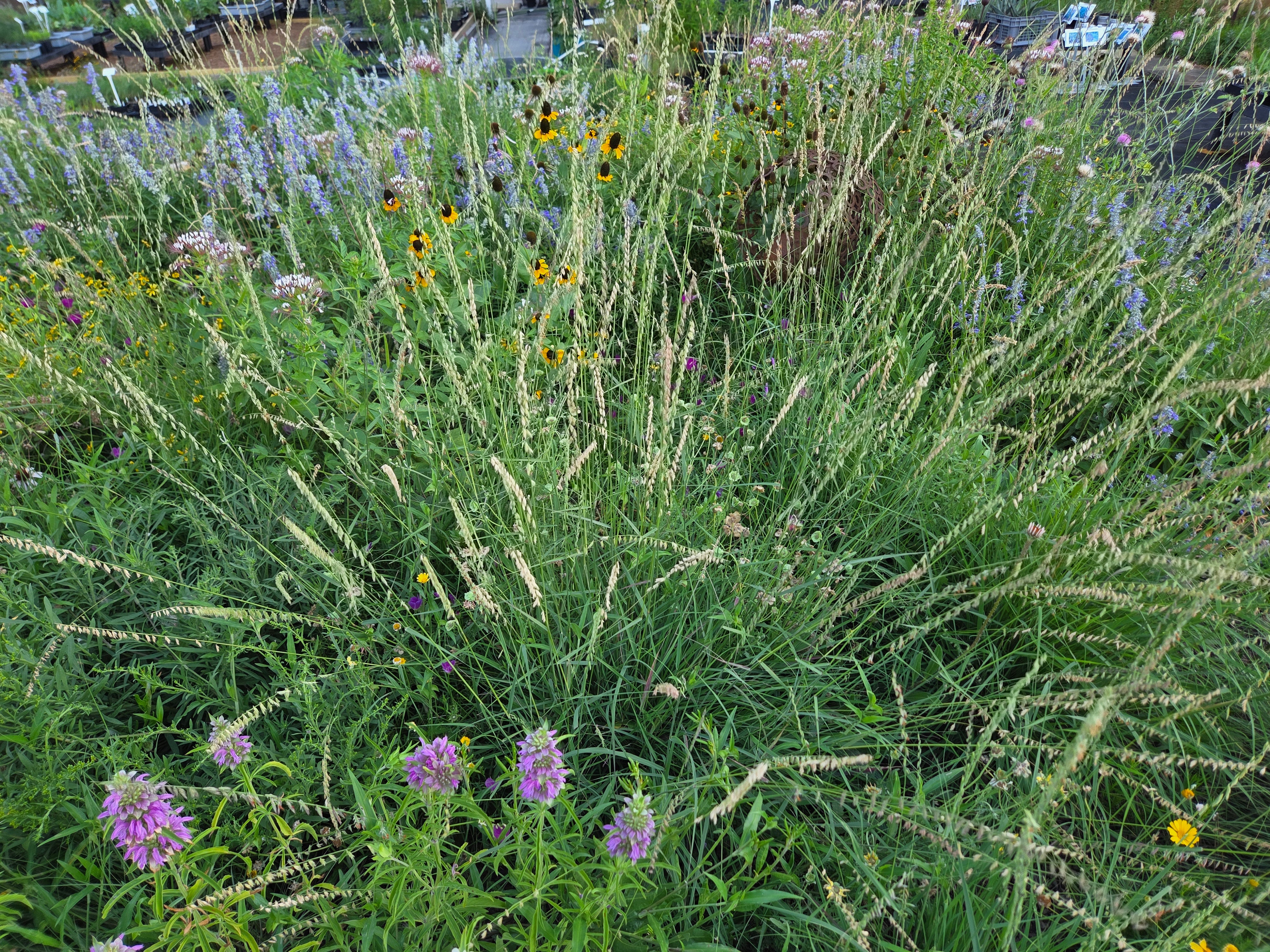 Sideoats grama (Bouteloua curtipendula)