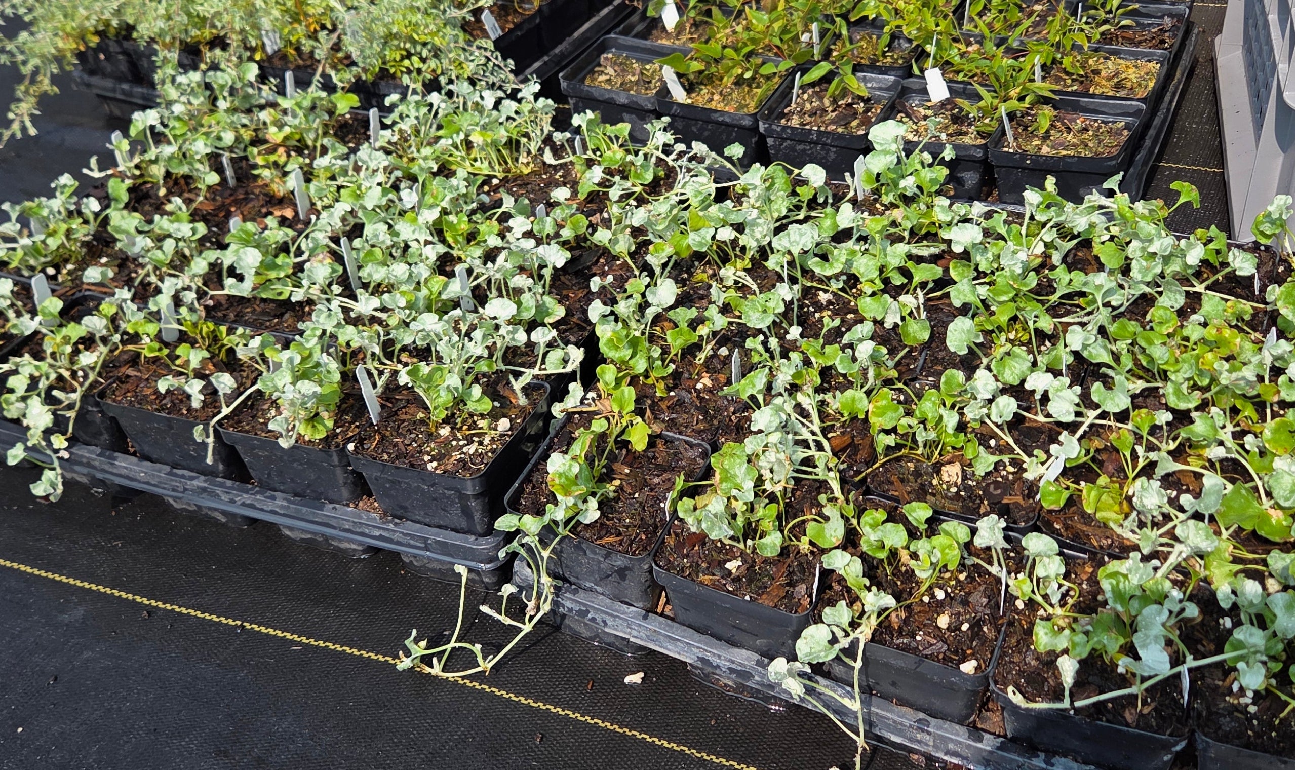 Dichondra argentea Silver Ponyfoot