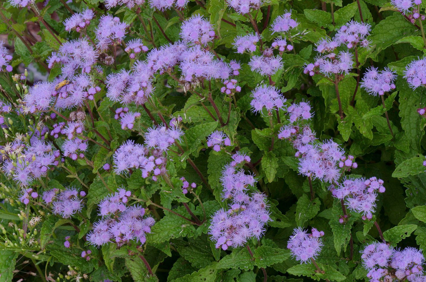 Conoclinium coelestinum (Blue Mistflower)