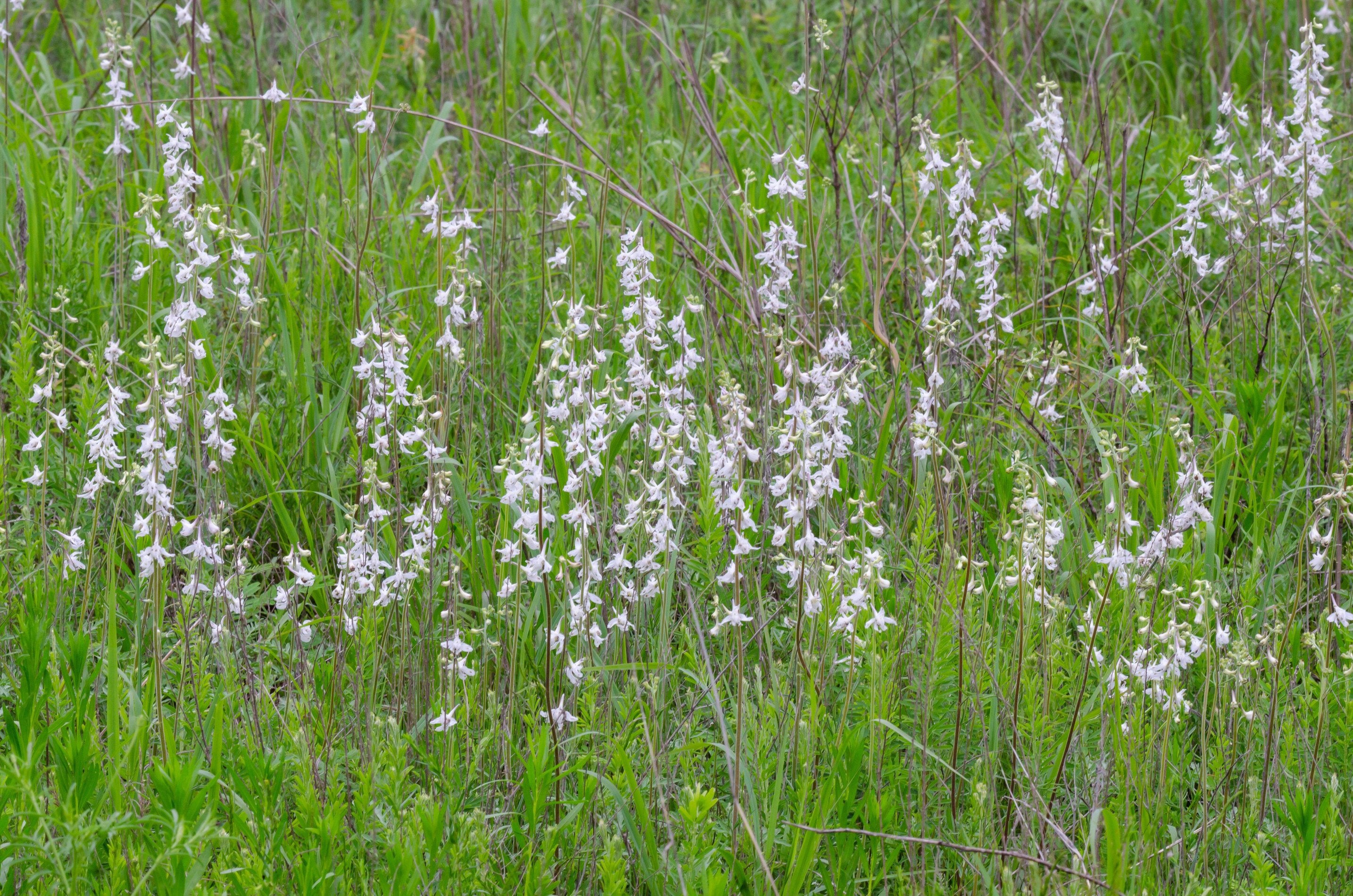 Delphinium carolinianum (Carolina Larkspur)