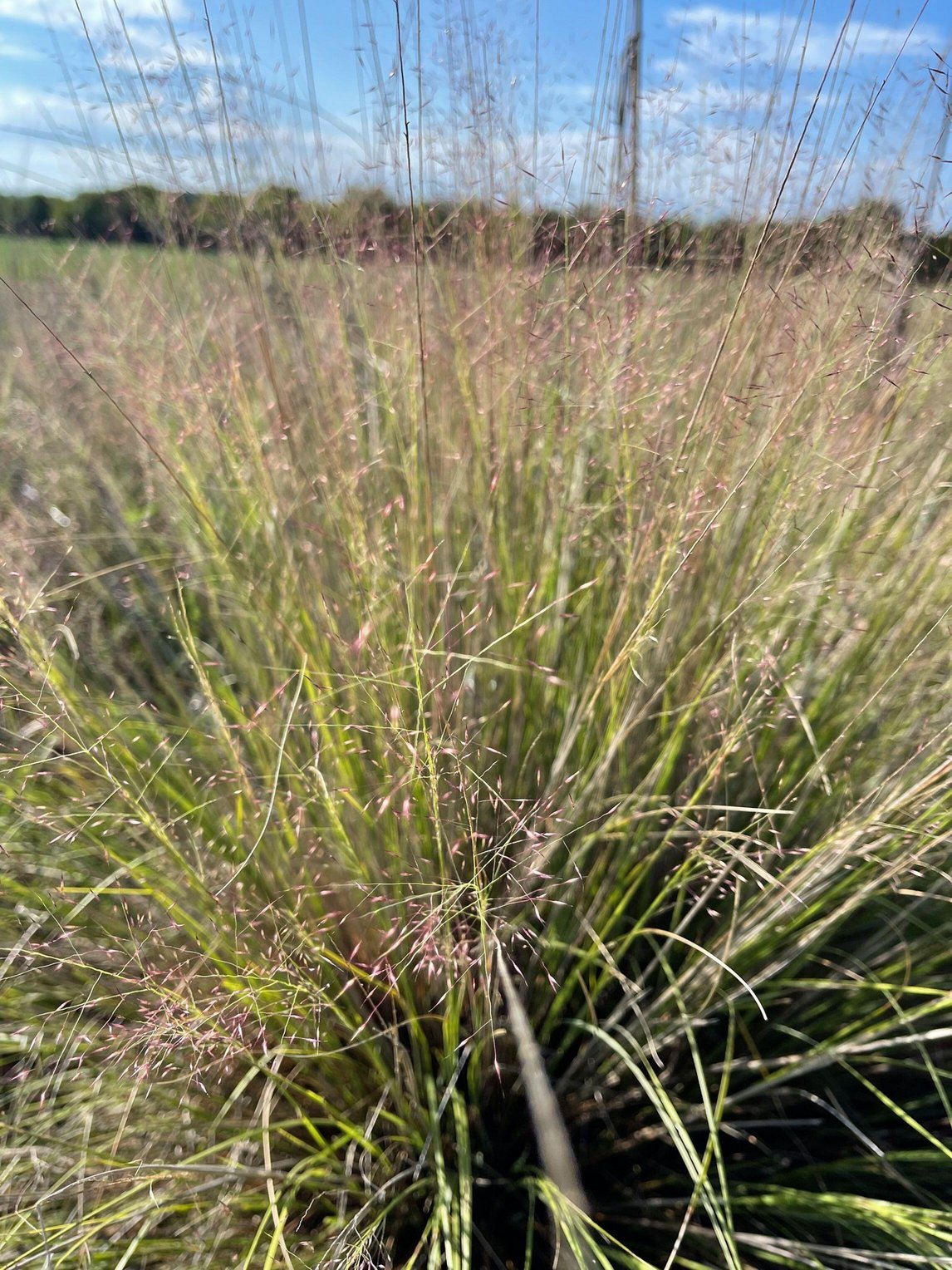Muhlenbergia reverchonii (Seep Muhly)