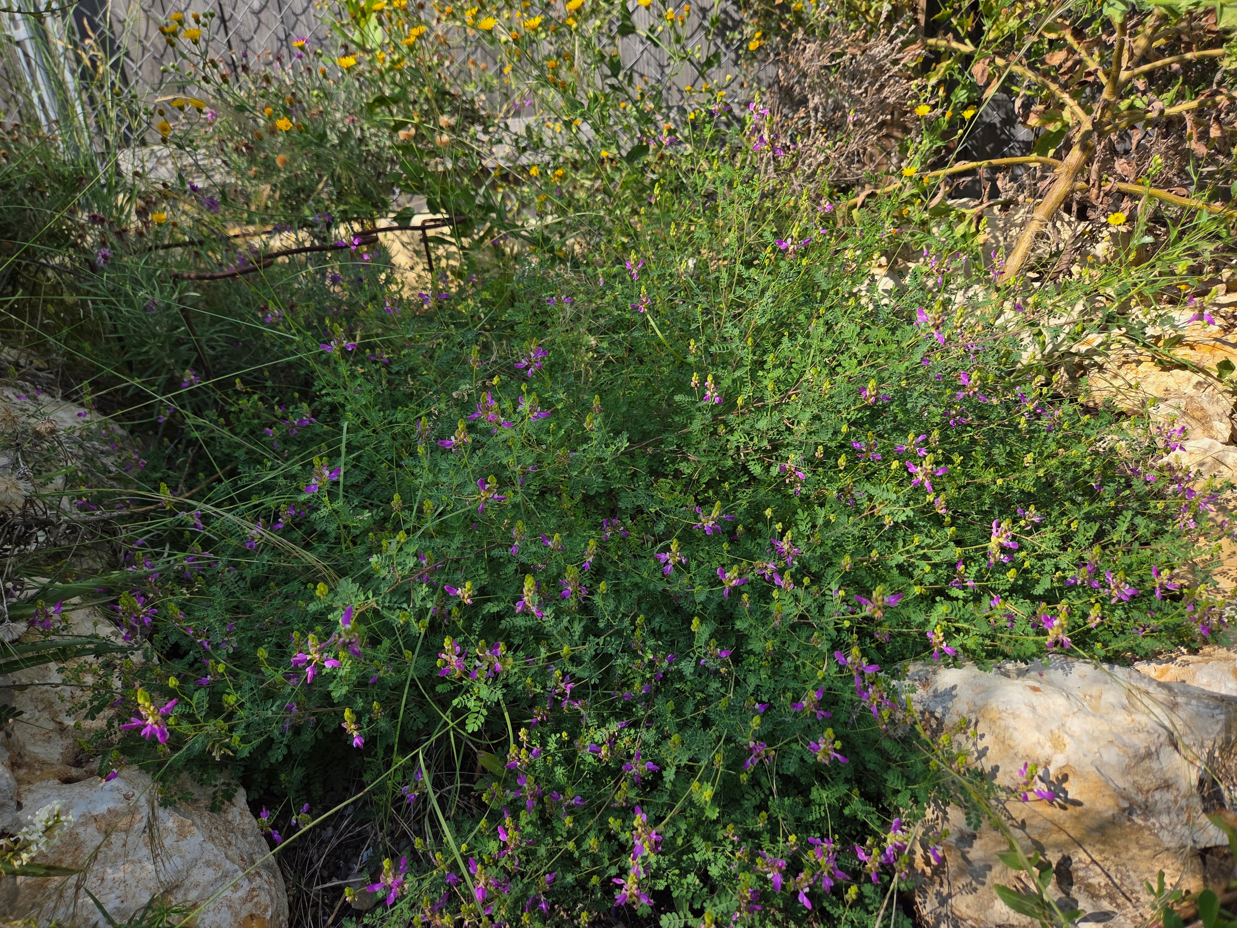 Dalea frutescens (Black Dalea)