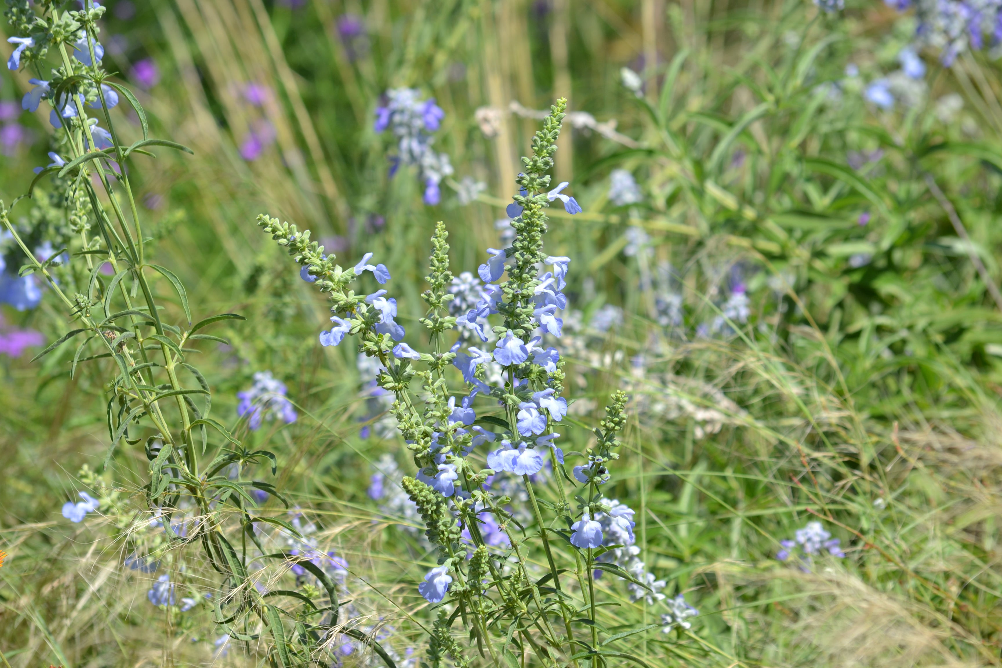 Salvia azurea (Azure Blue Sage)