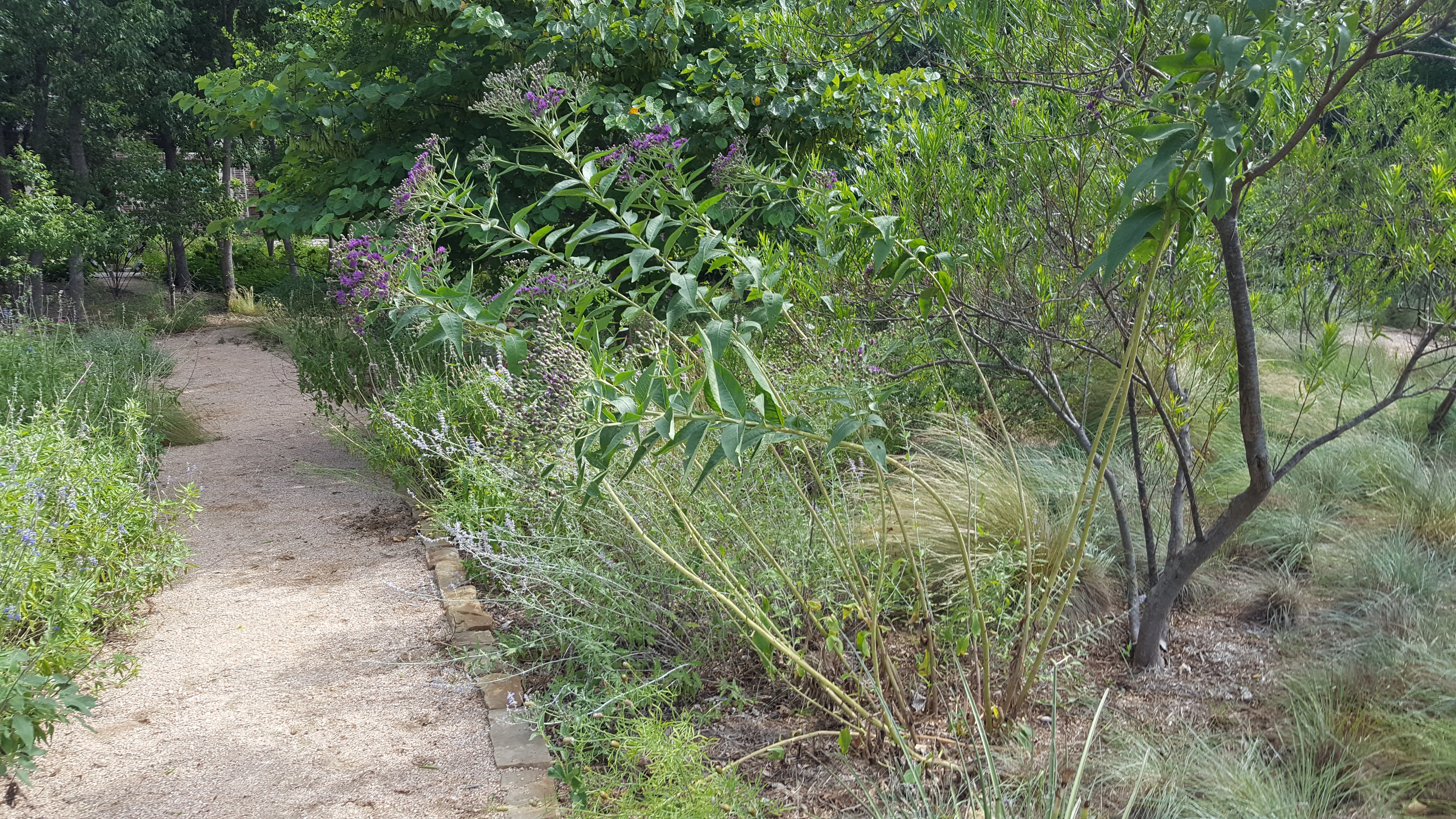 Vernonia baldwinii (Western Ironweed)