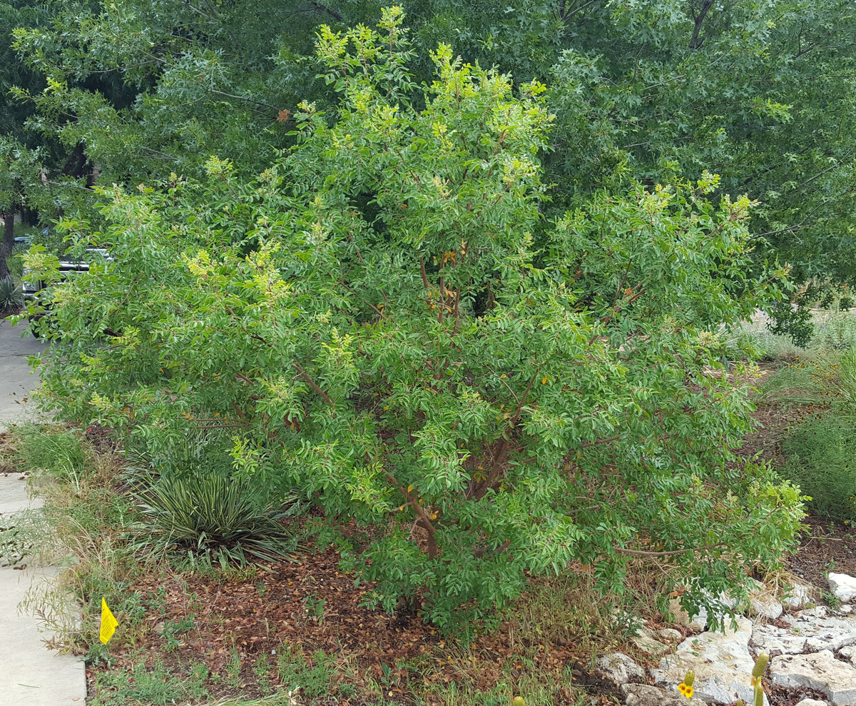 Rhus virens (Evergreen Sumac)