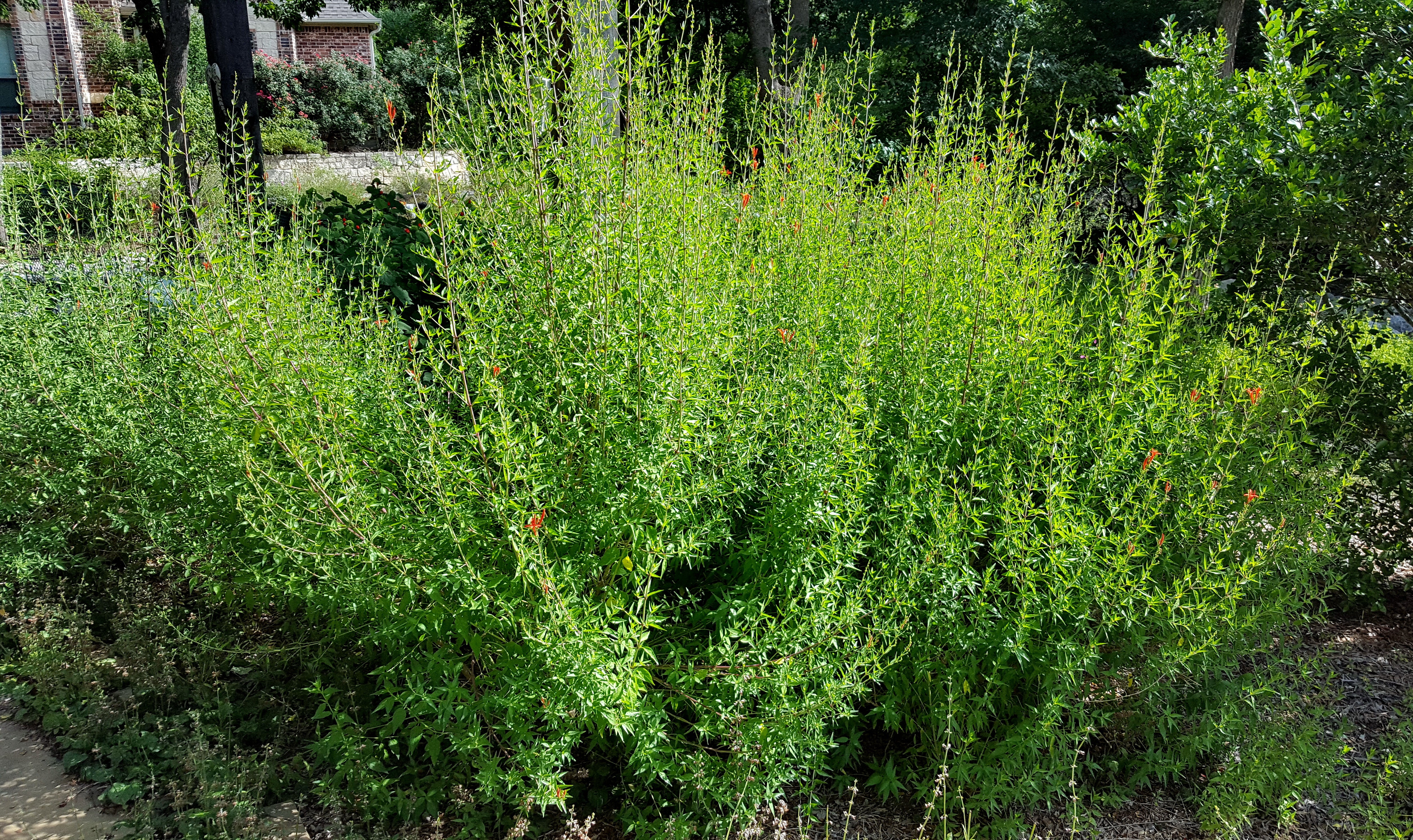 Hummingbird bush (Anisacanthus quadrifidus var. wrightii)