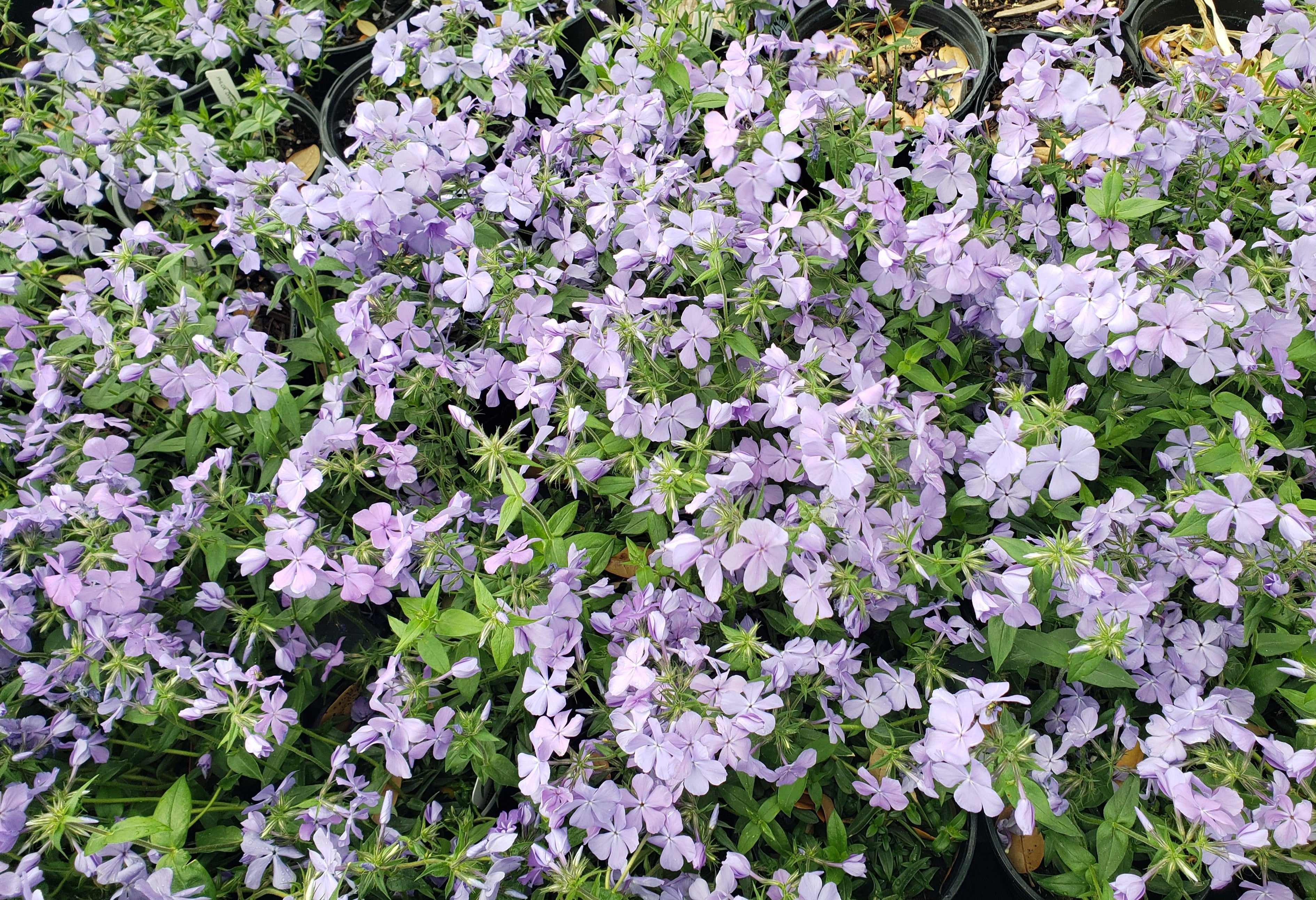 Phlox divaricata (Woodland Phlox 'Blue Moon')
