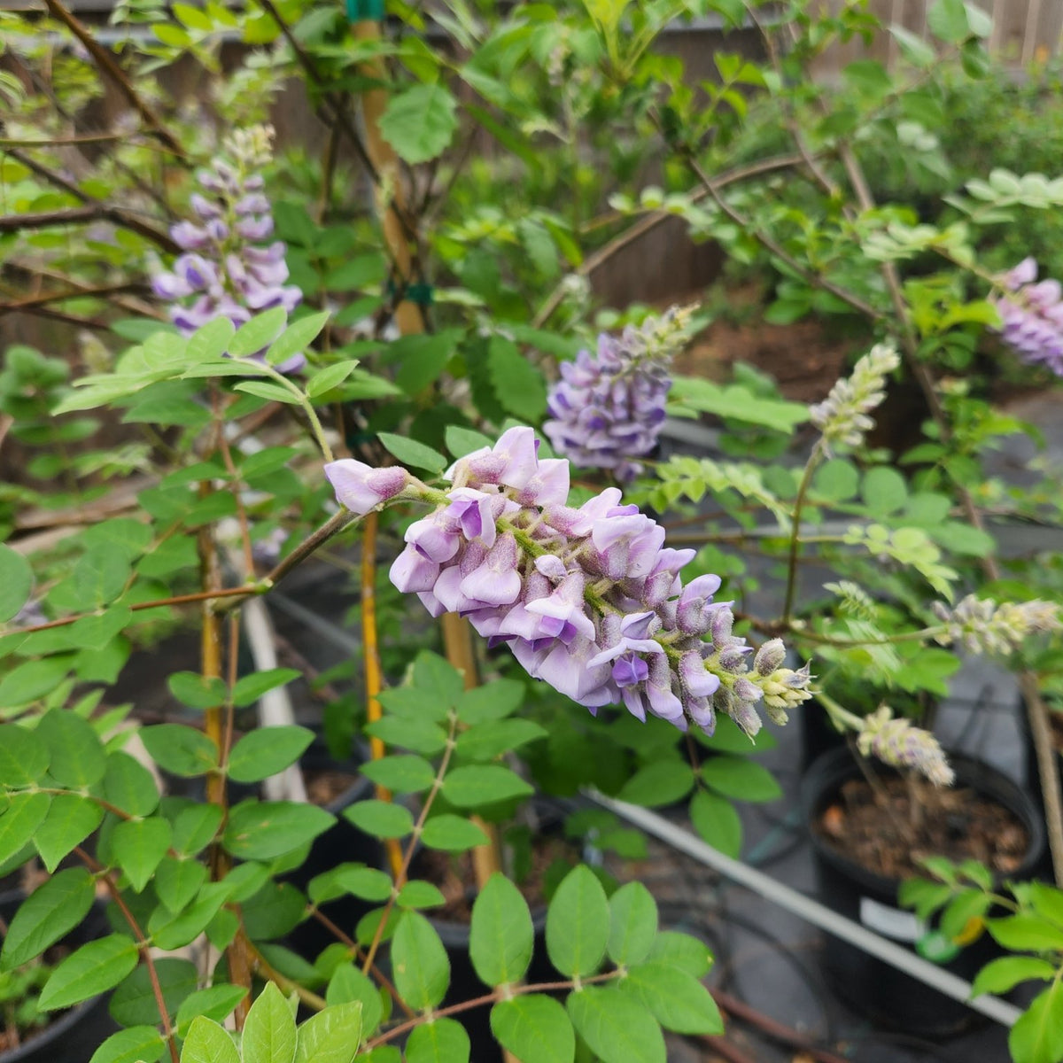 Wisteria frutescens (Texas Wisteria)