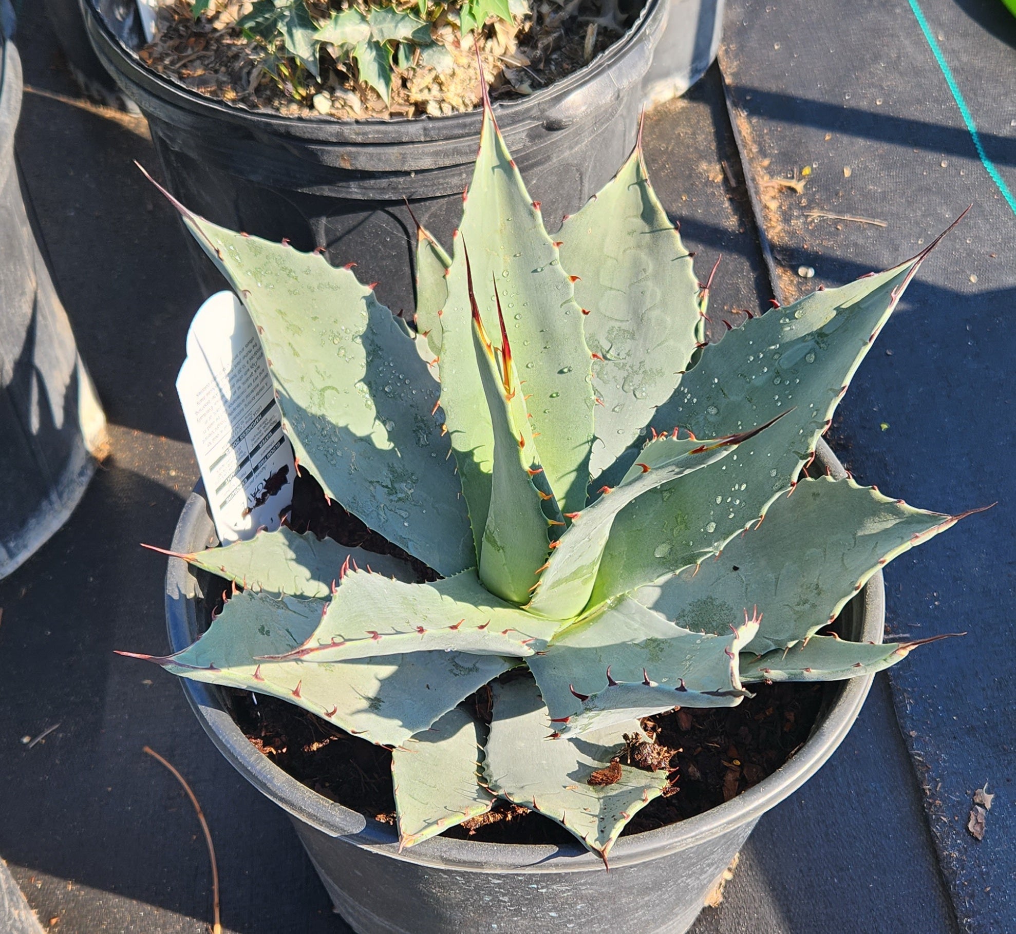 Agave parryi (Parry's Agave)