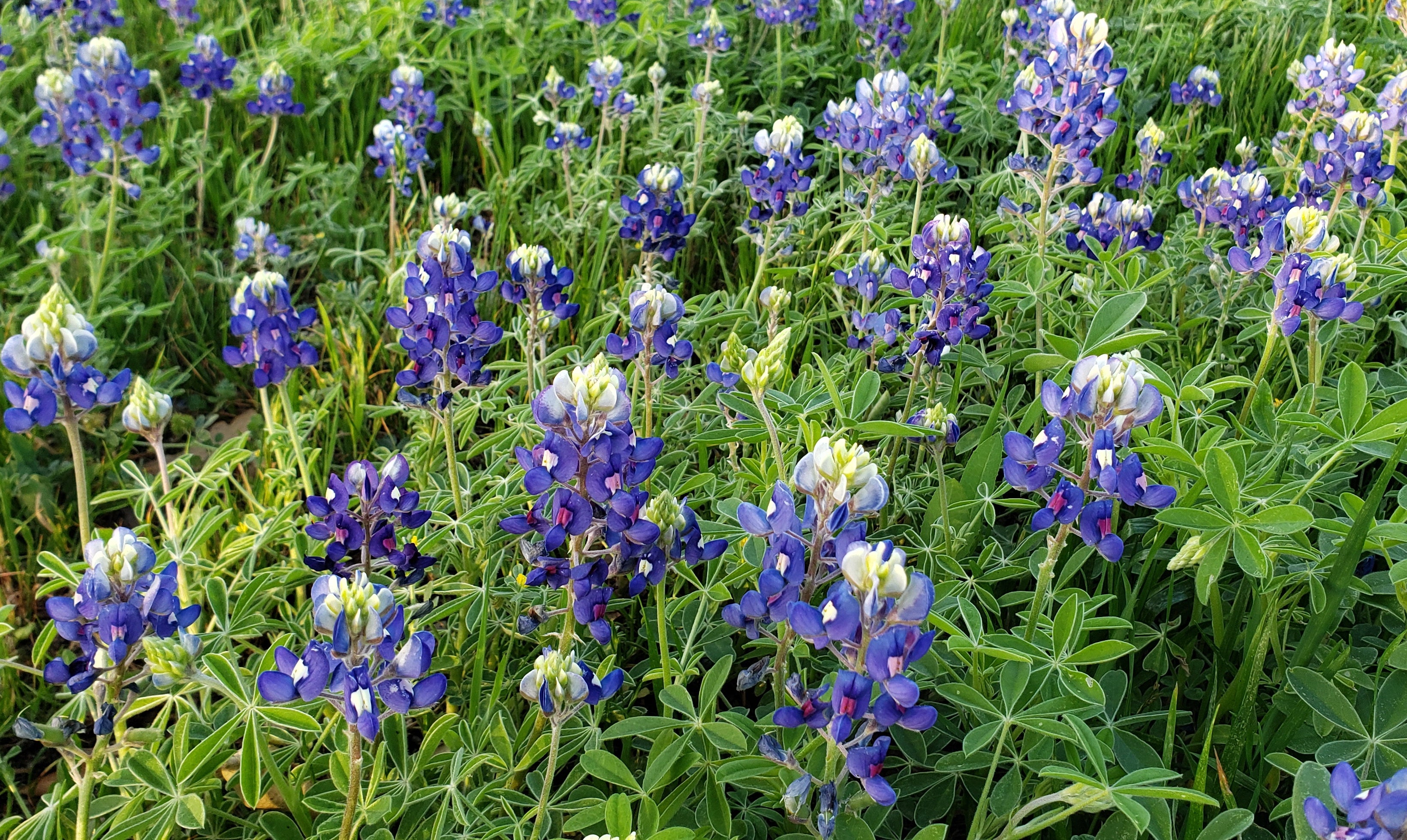 Texas Bluebonnets (Lupinus texensis)