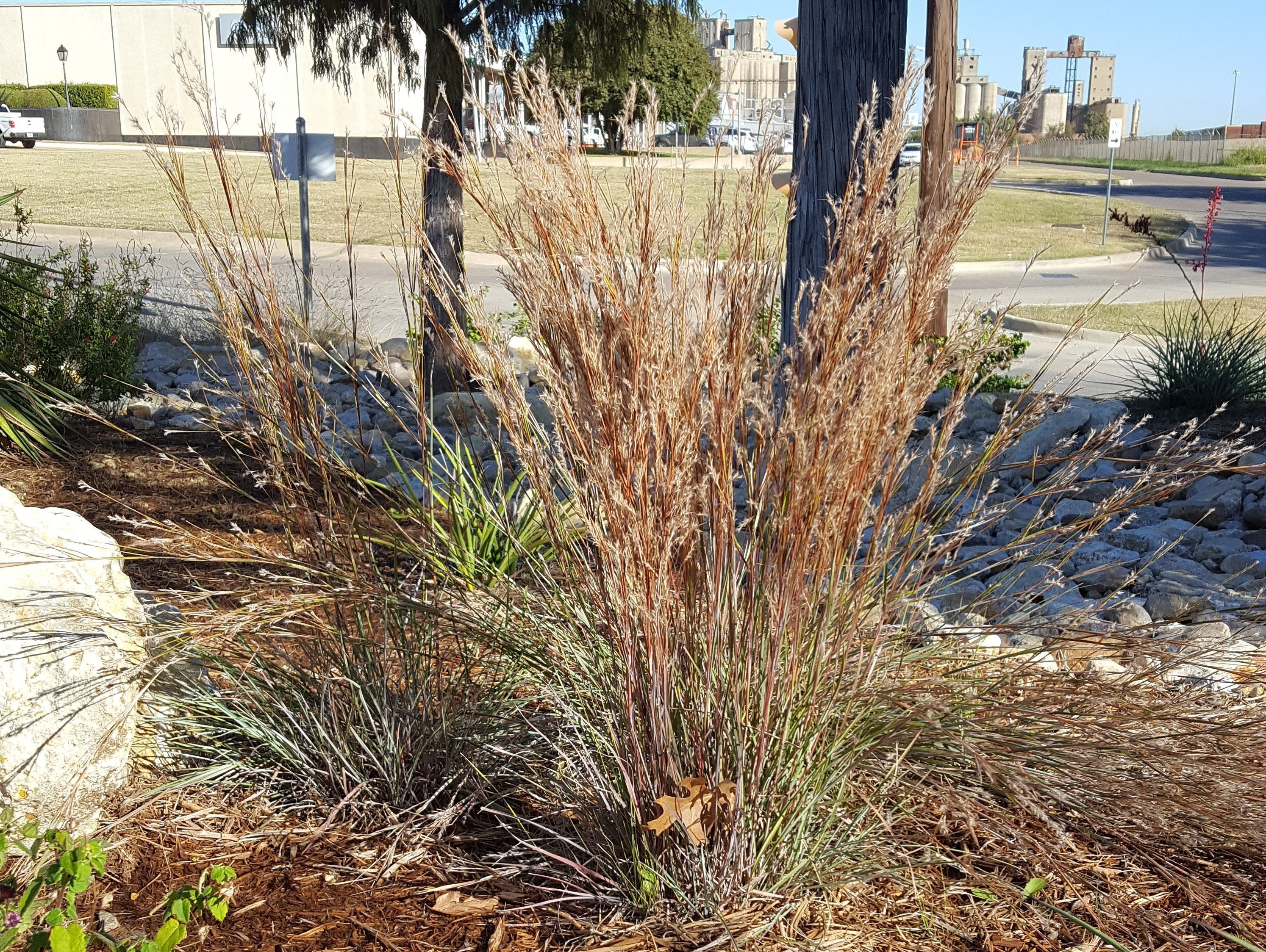 Schizachyrium scoparium (Little Bluestem)