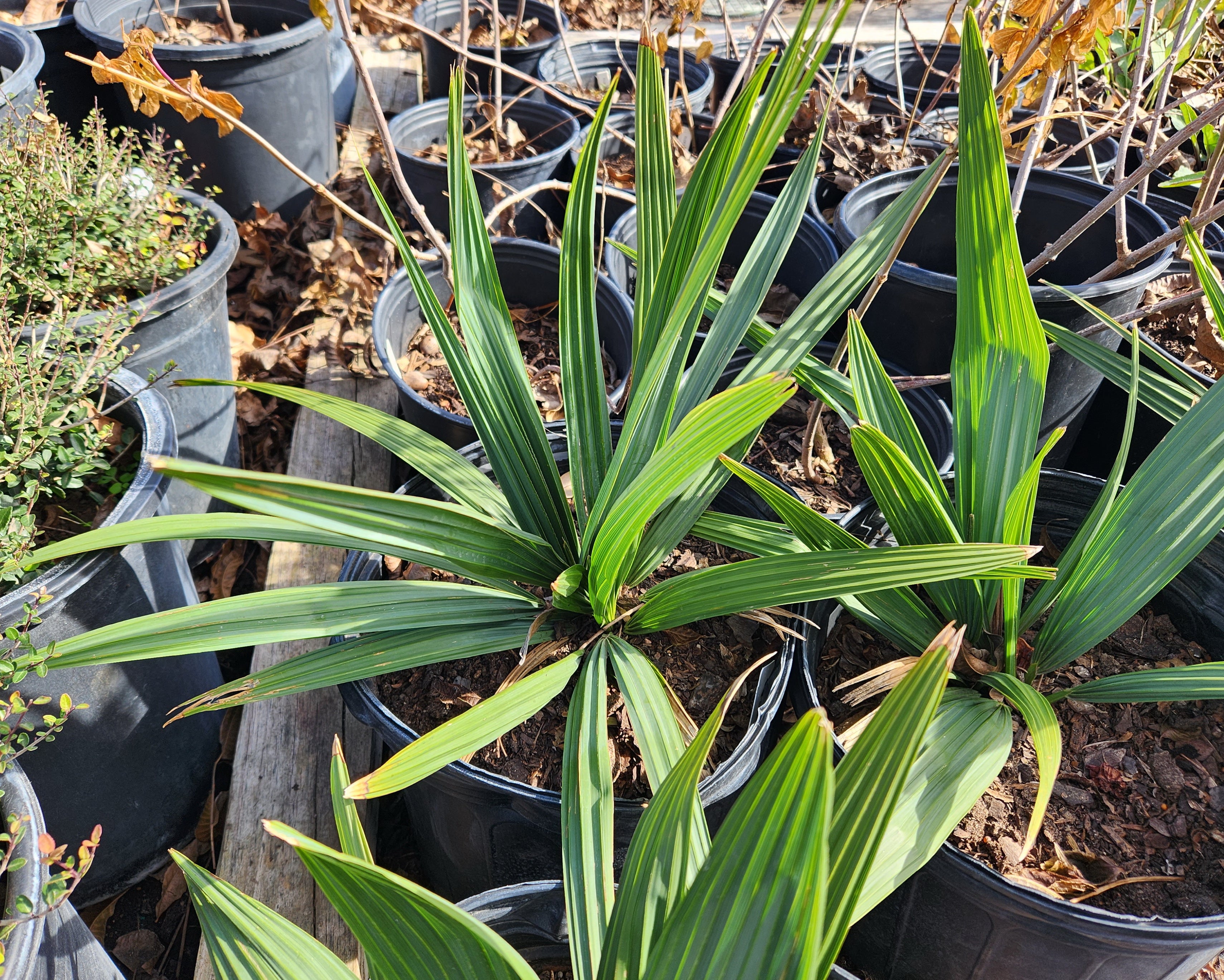 Sabal minor (Dwarf Palmetto)