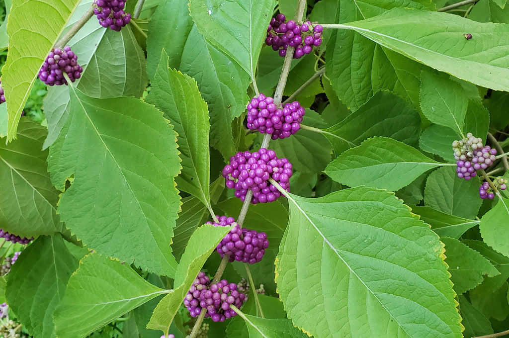 Plants for shade