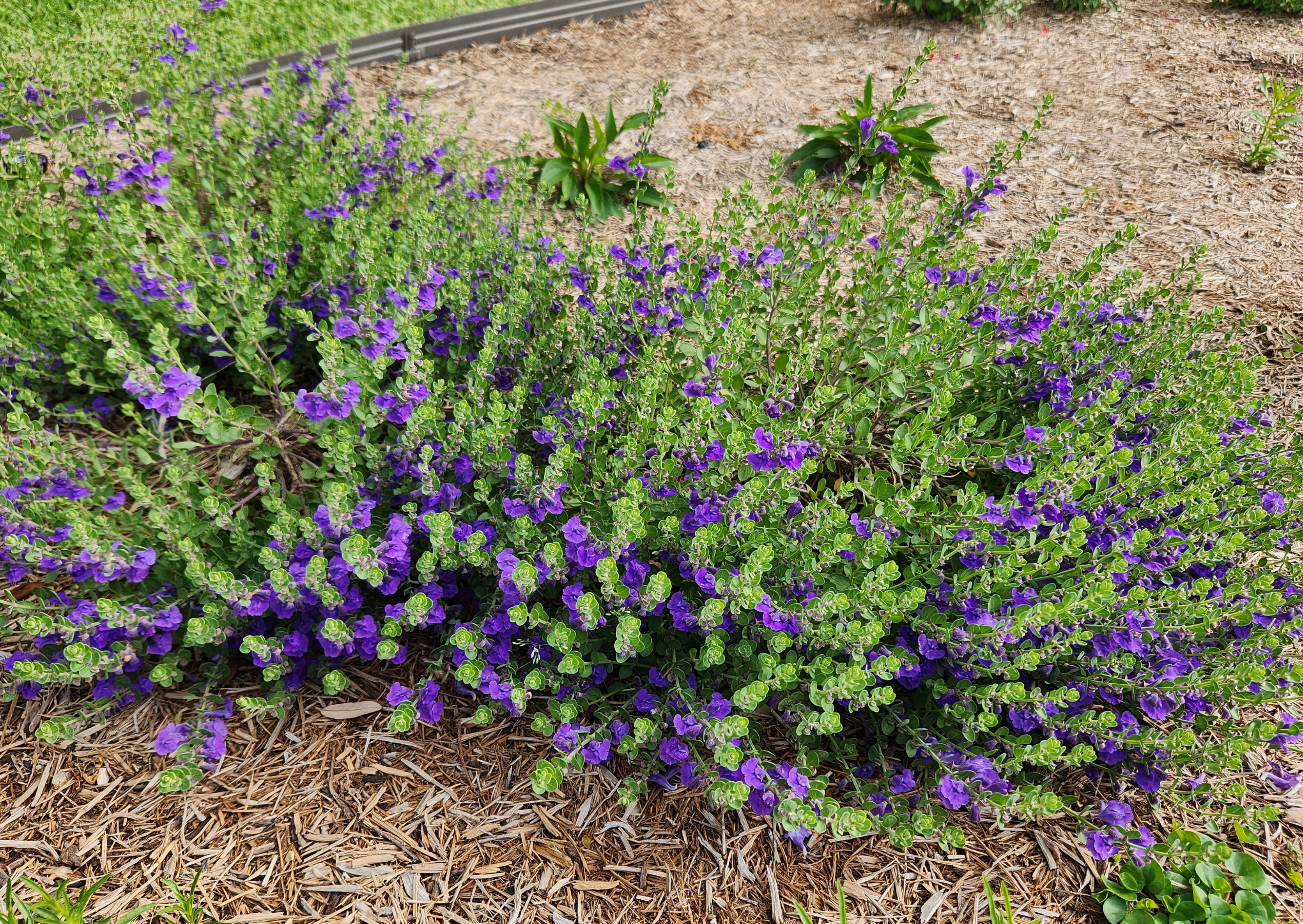 Scutellaria wrightii (Purple Skullcap)