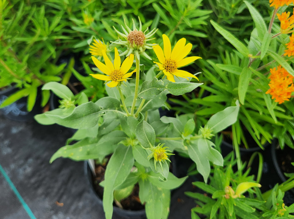 Helianthus maximiliani (Maximilian Sunflower)