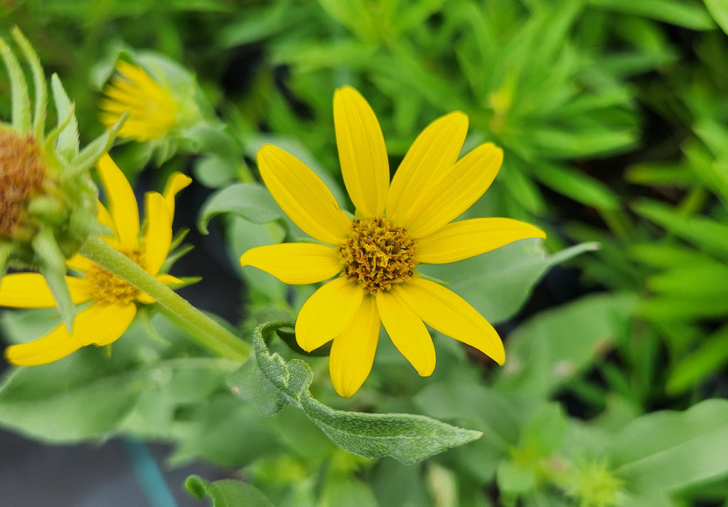 Helianthus maximiliani (Maximilian Sunflower)