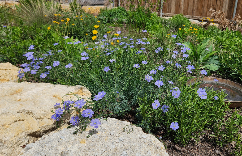 Linum lewisii (Blue Flax)