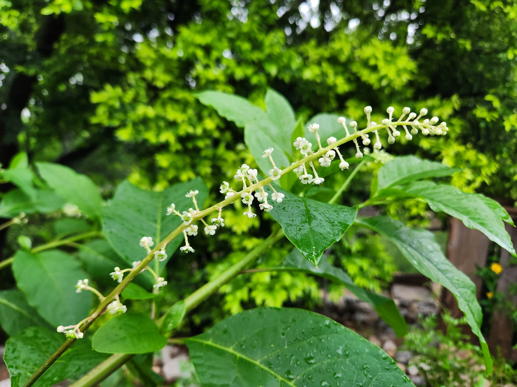 Phytolacca americana (Pokeweed)