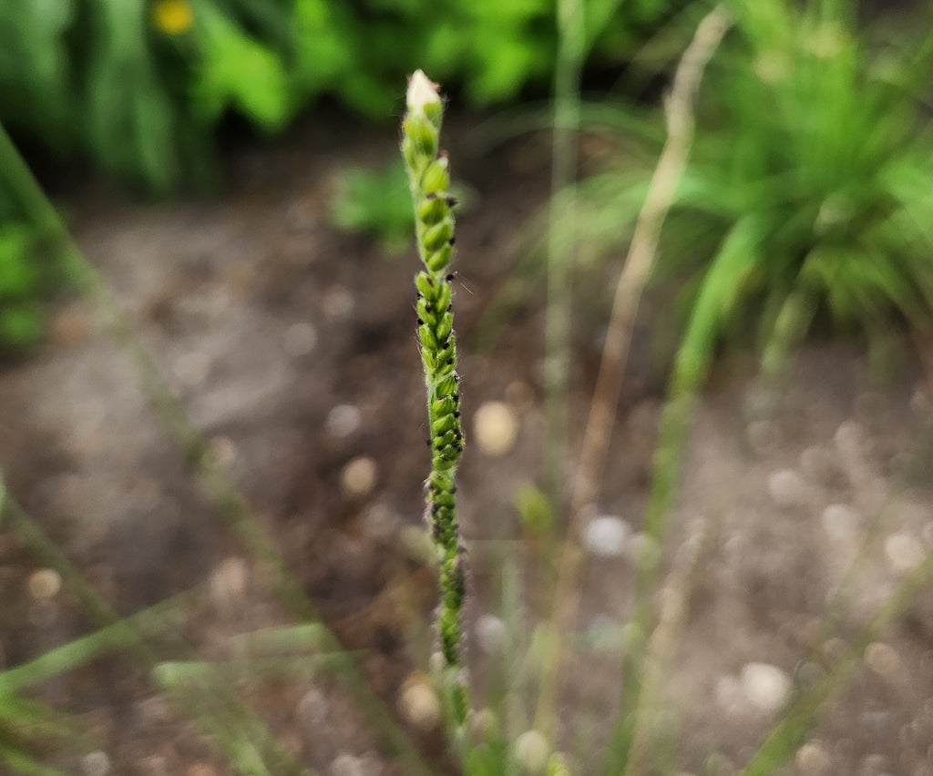 Eriochloa sericea (Texas Cupgrass)