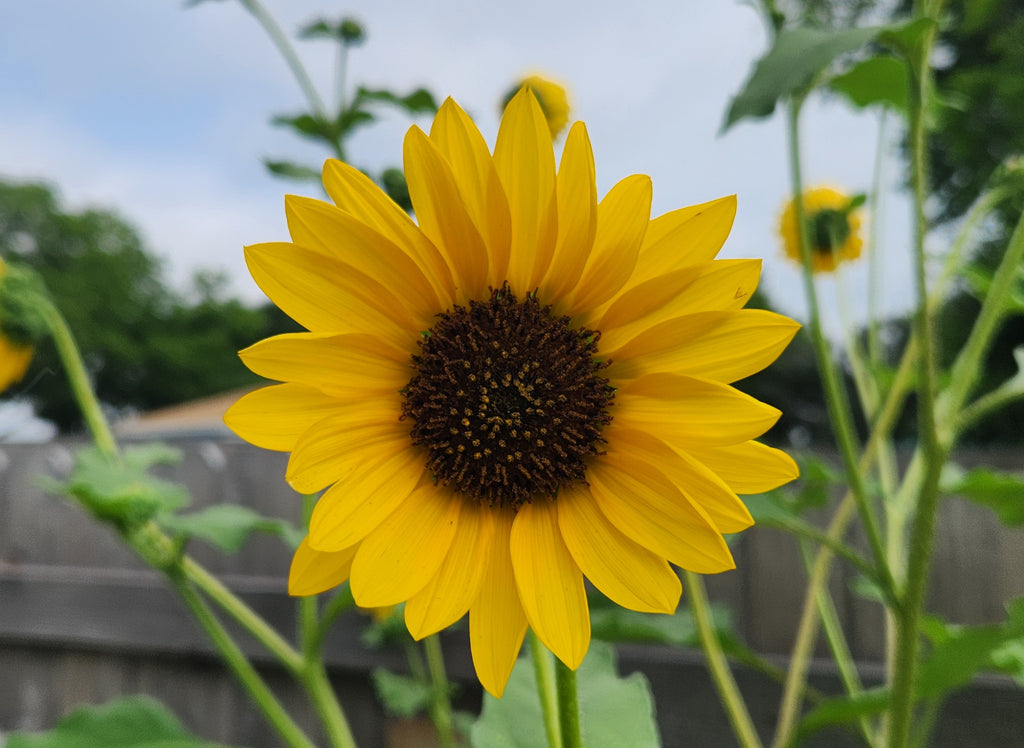 Helianthus annuus (Common Sunflower)