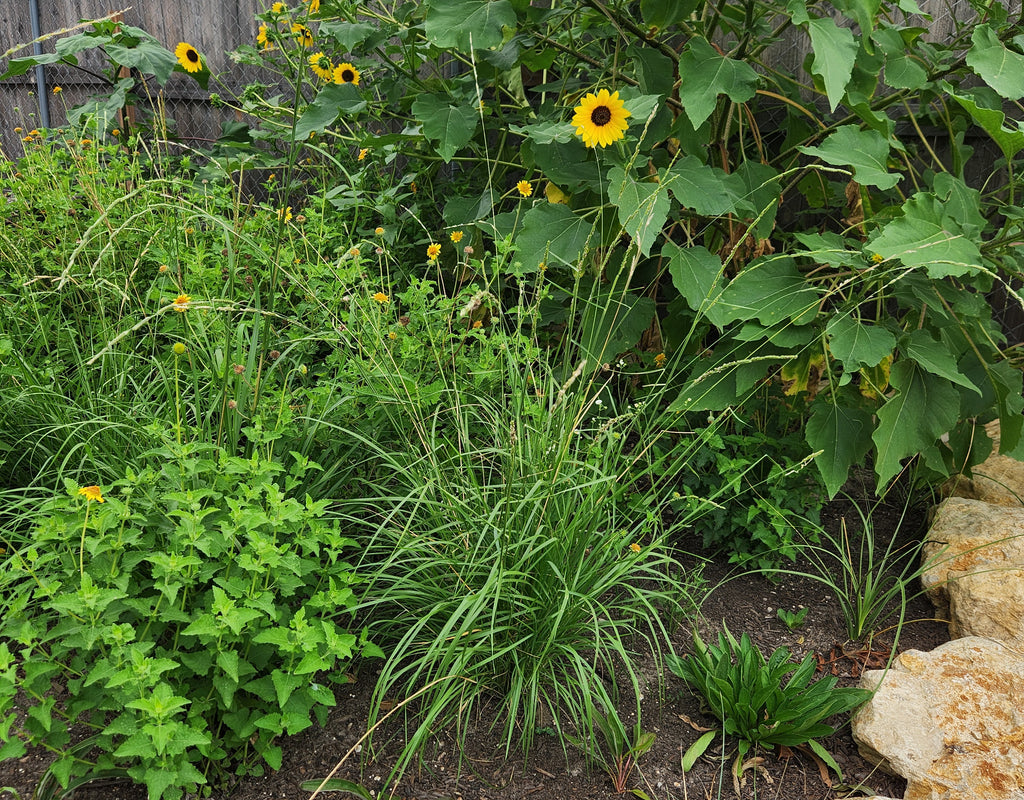 Eriochloa sericea (Texas Cupgrass)