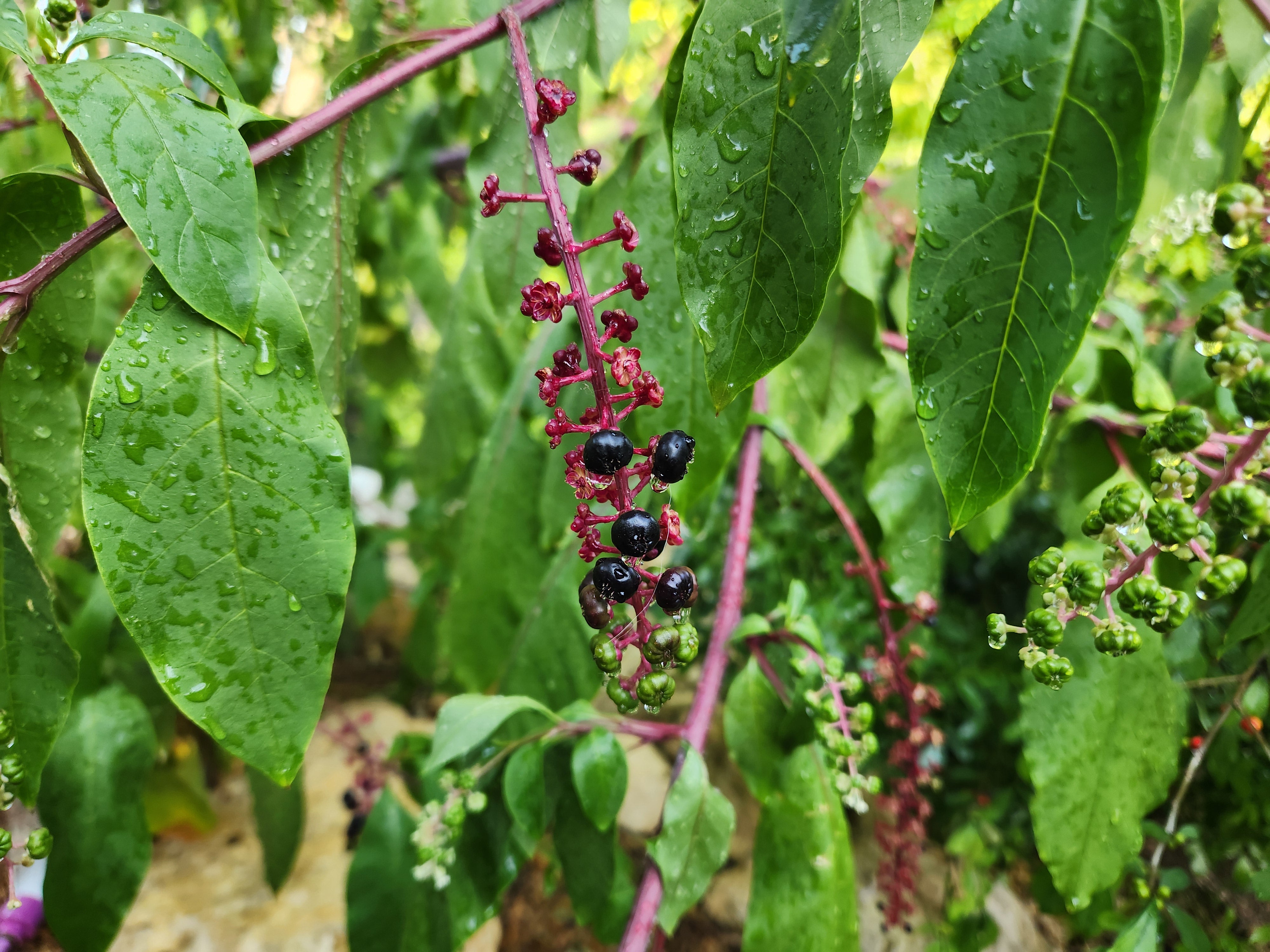 Phytolacca americana (Pokeweed)