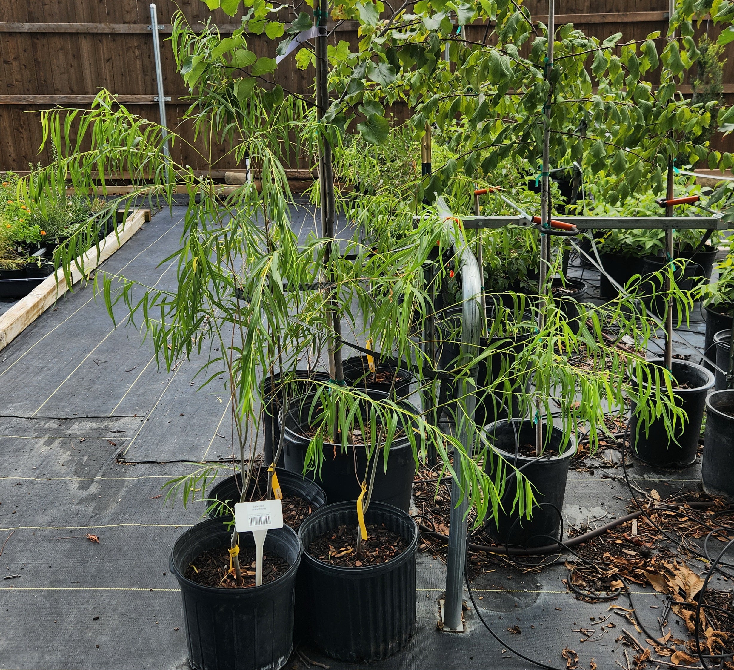 Salix nigra (Black Willow)