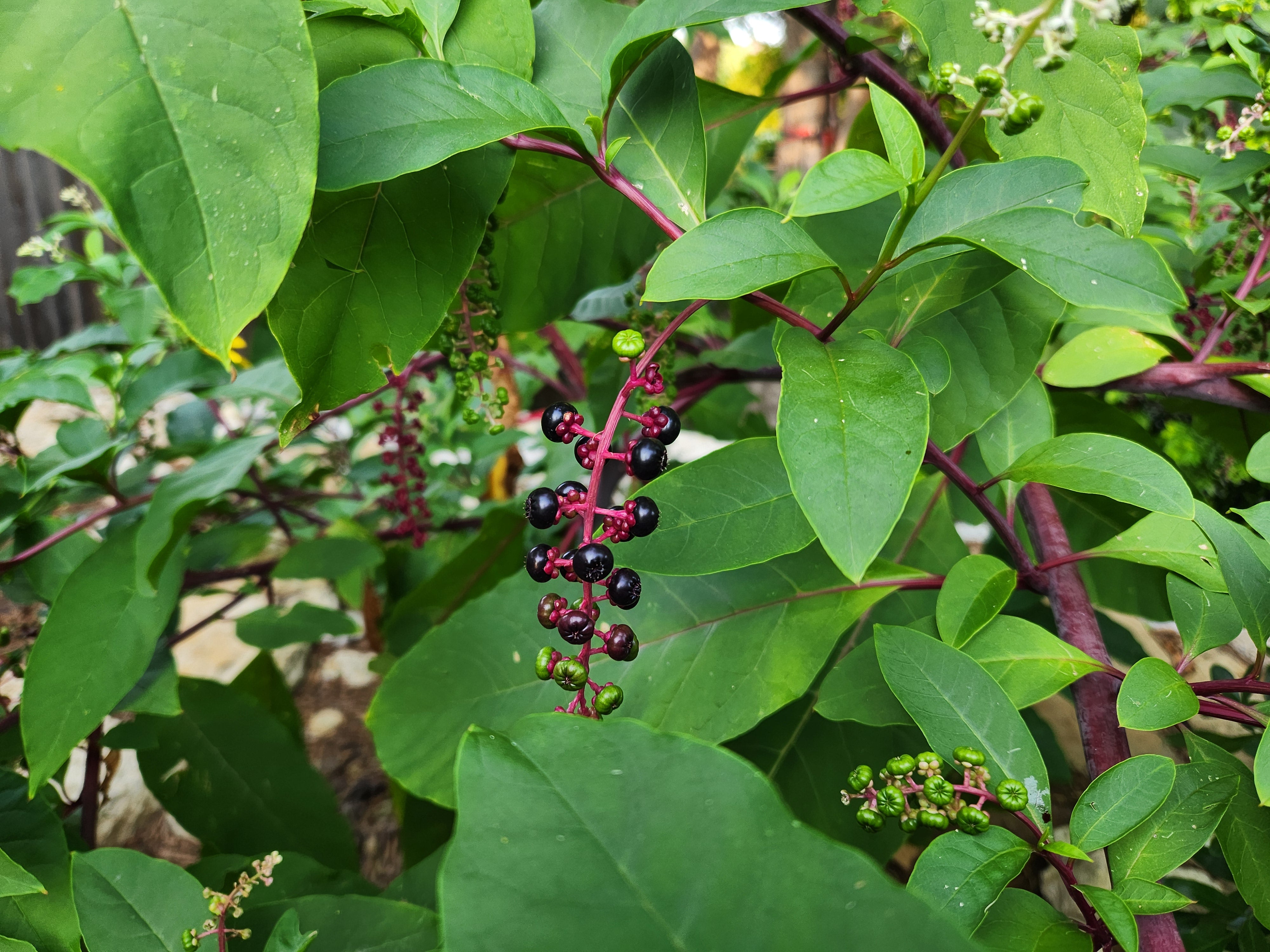 Phytolacca americana (Pokeweed)
