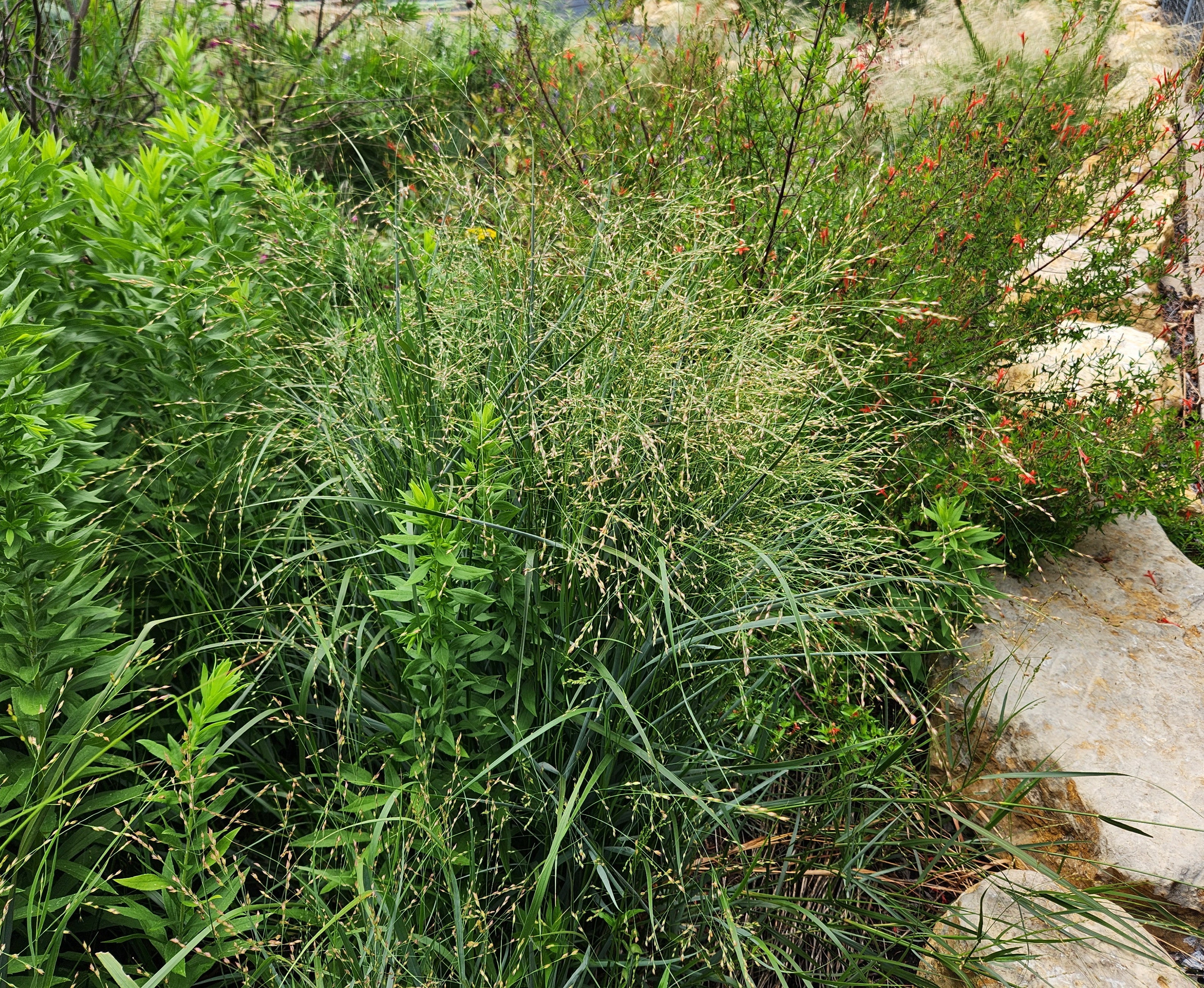 Panicum virgatum (Switchgrass)