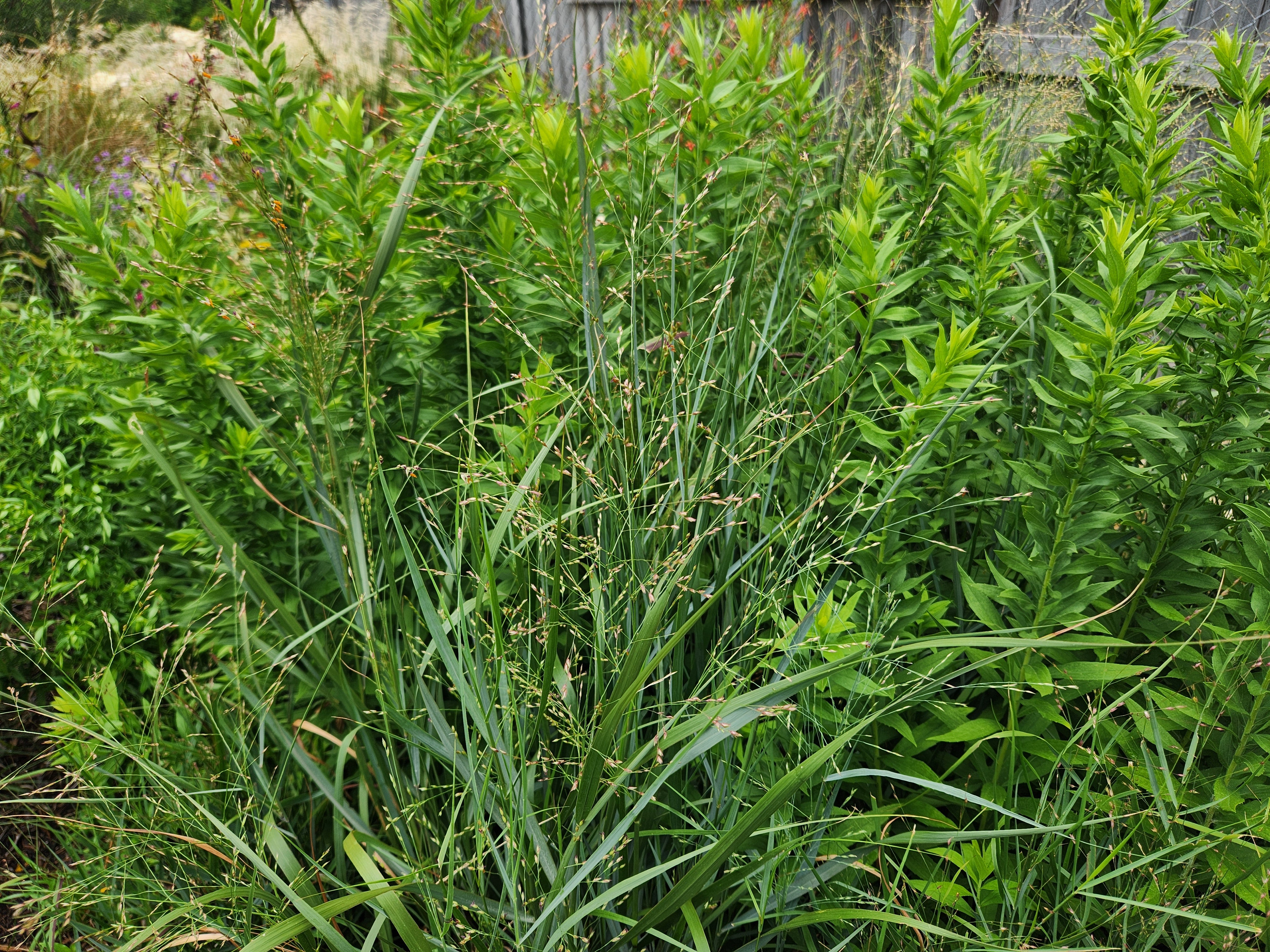 Panicum virgatum (Switchgrass)