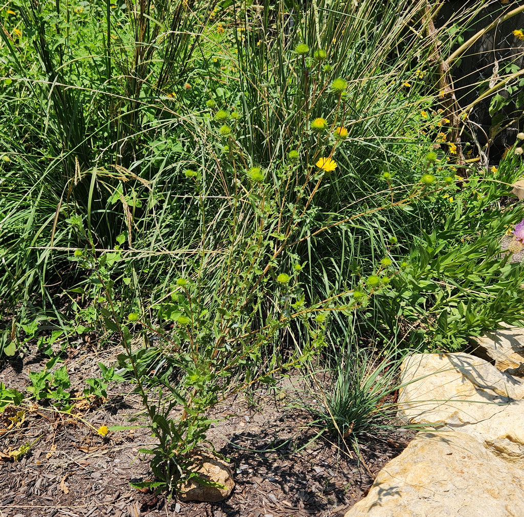 Grindelia squarrosa Curlycup Gumweed