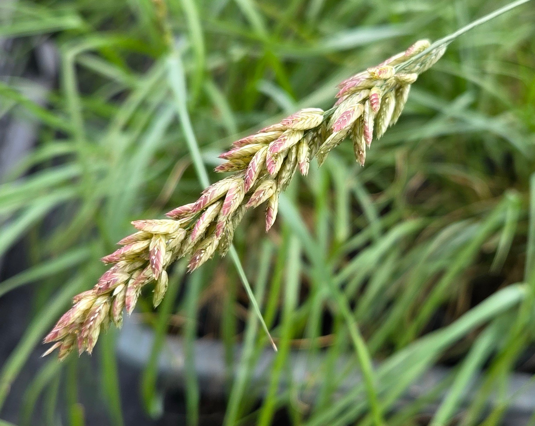 Tridens congestus (Pink Fluffgrass)