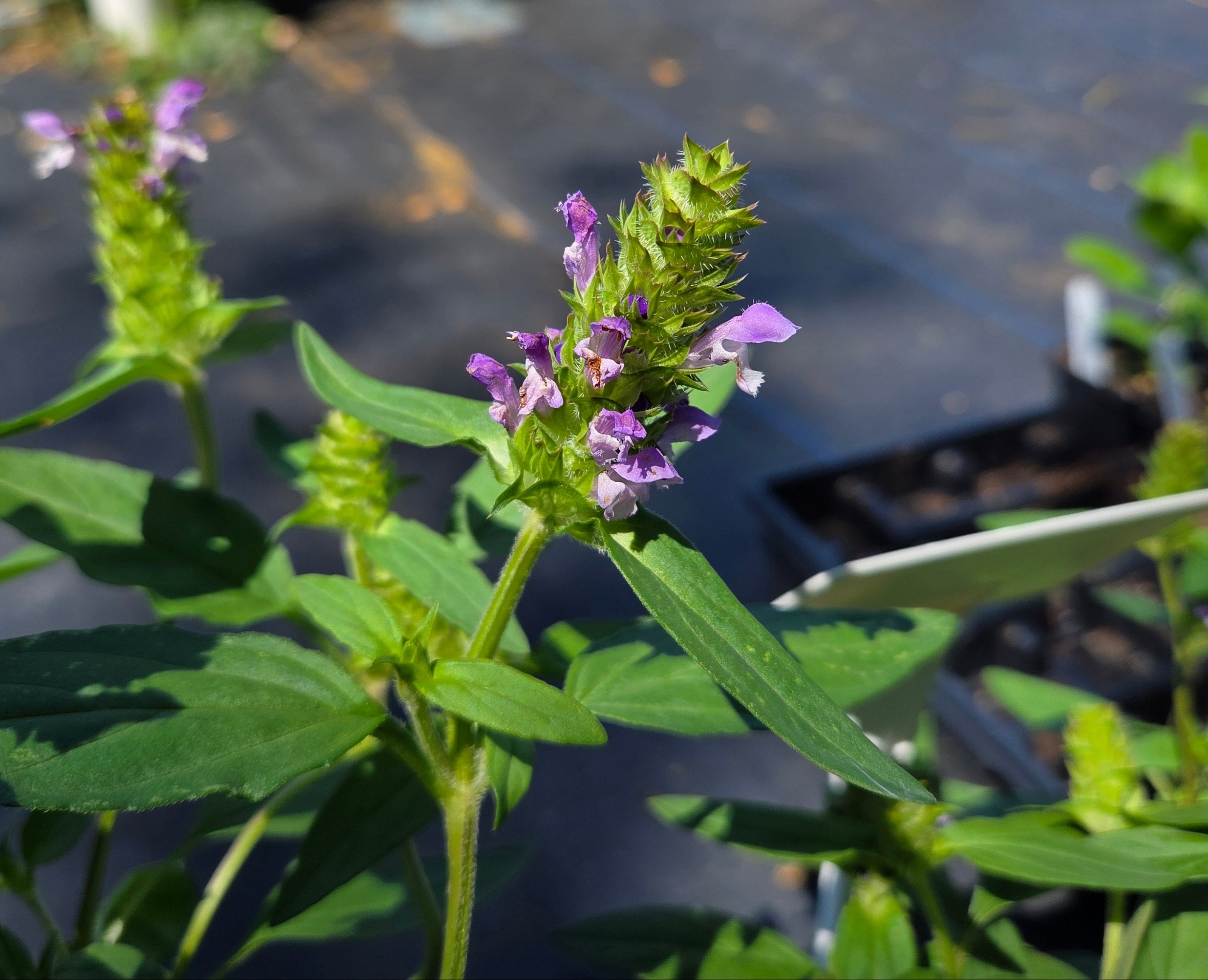 Prunella vulgaris Common Selfheal