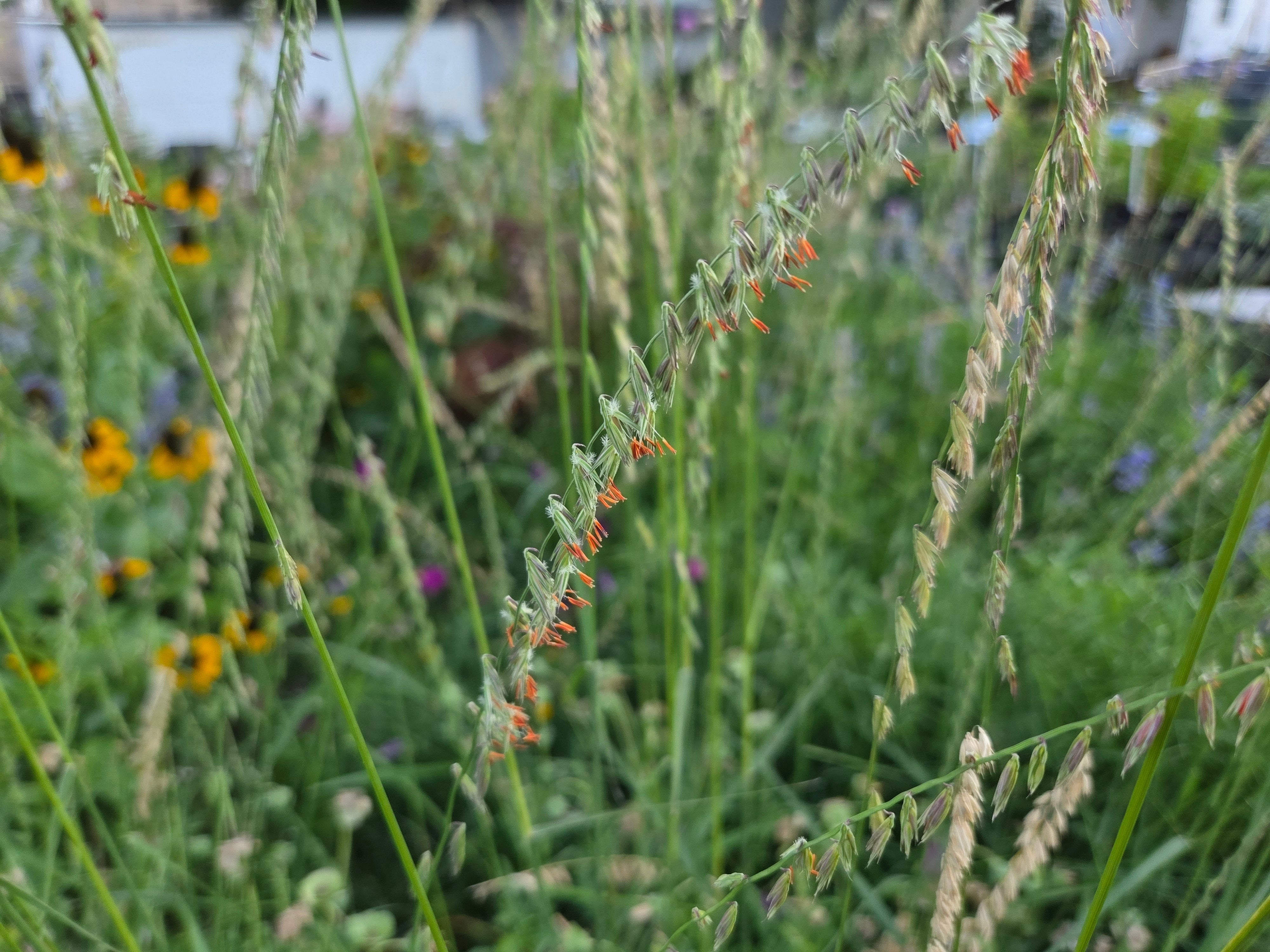 Sideoats grama (Bouteloua curtipendula)