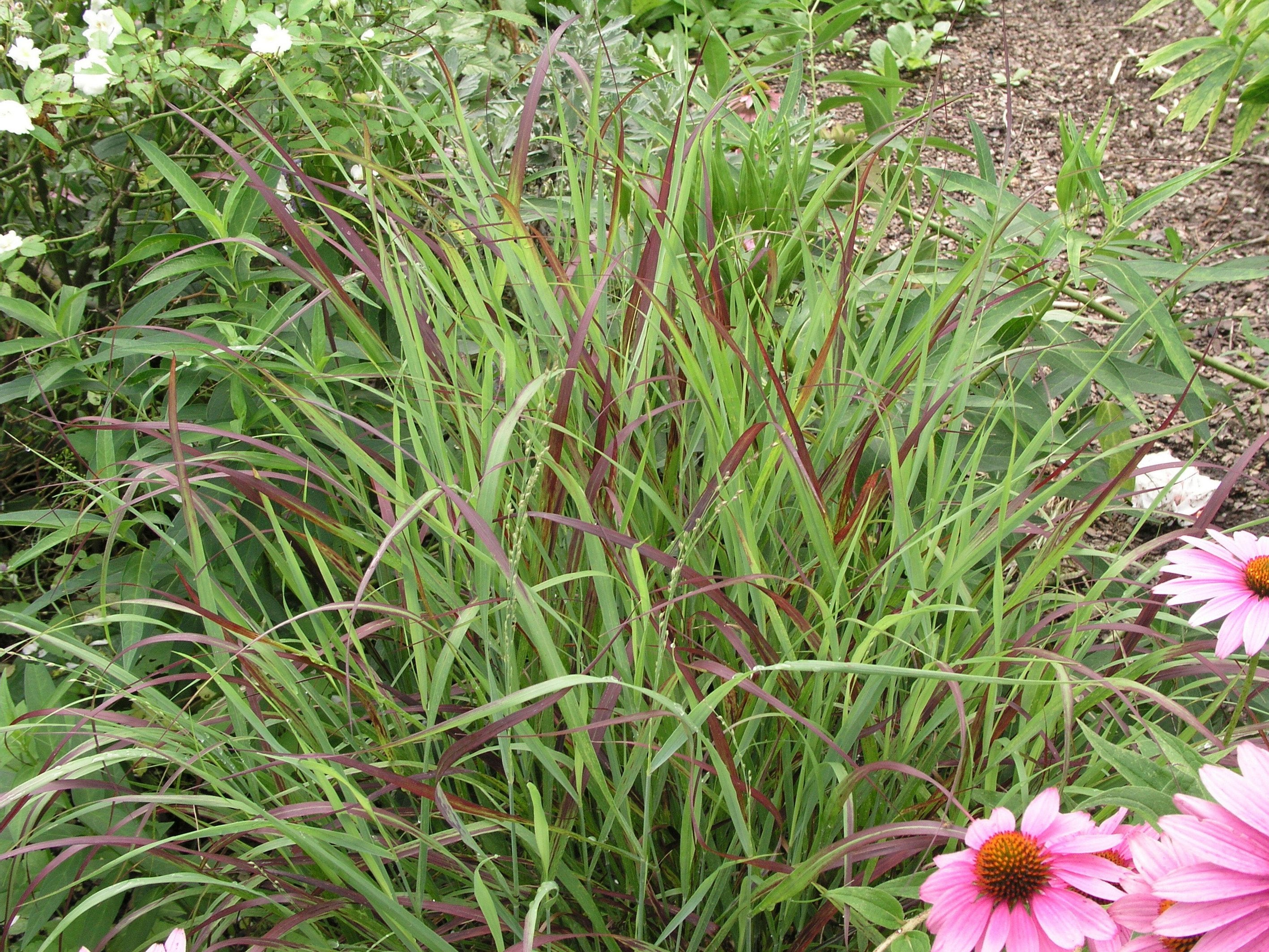 Panicum virgatum (Switchgrass 'Shenandoah')