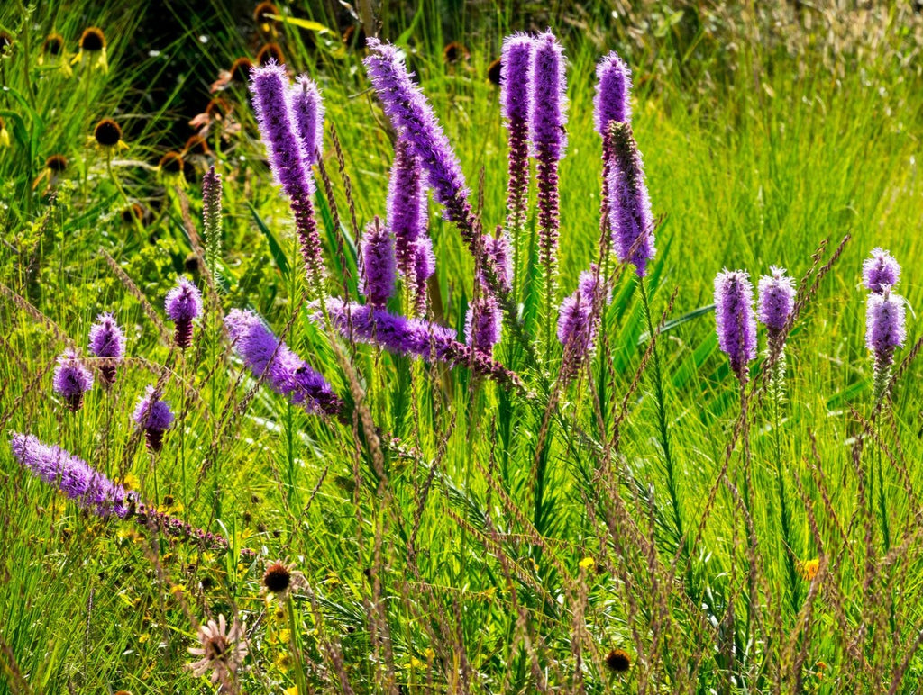 Liatris pycnostachya (Prairie Gayfeather)