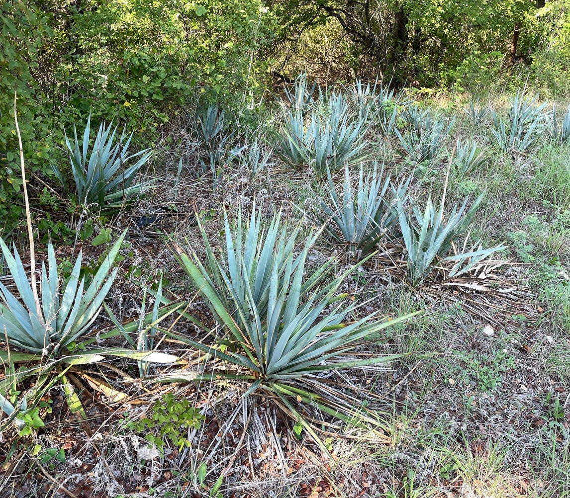 Yucca pallida (Pale-Leaf Yucca)