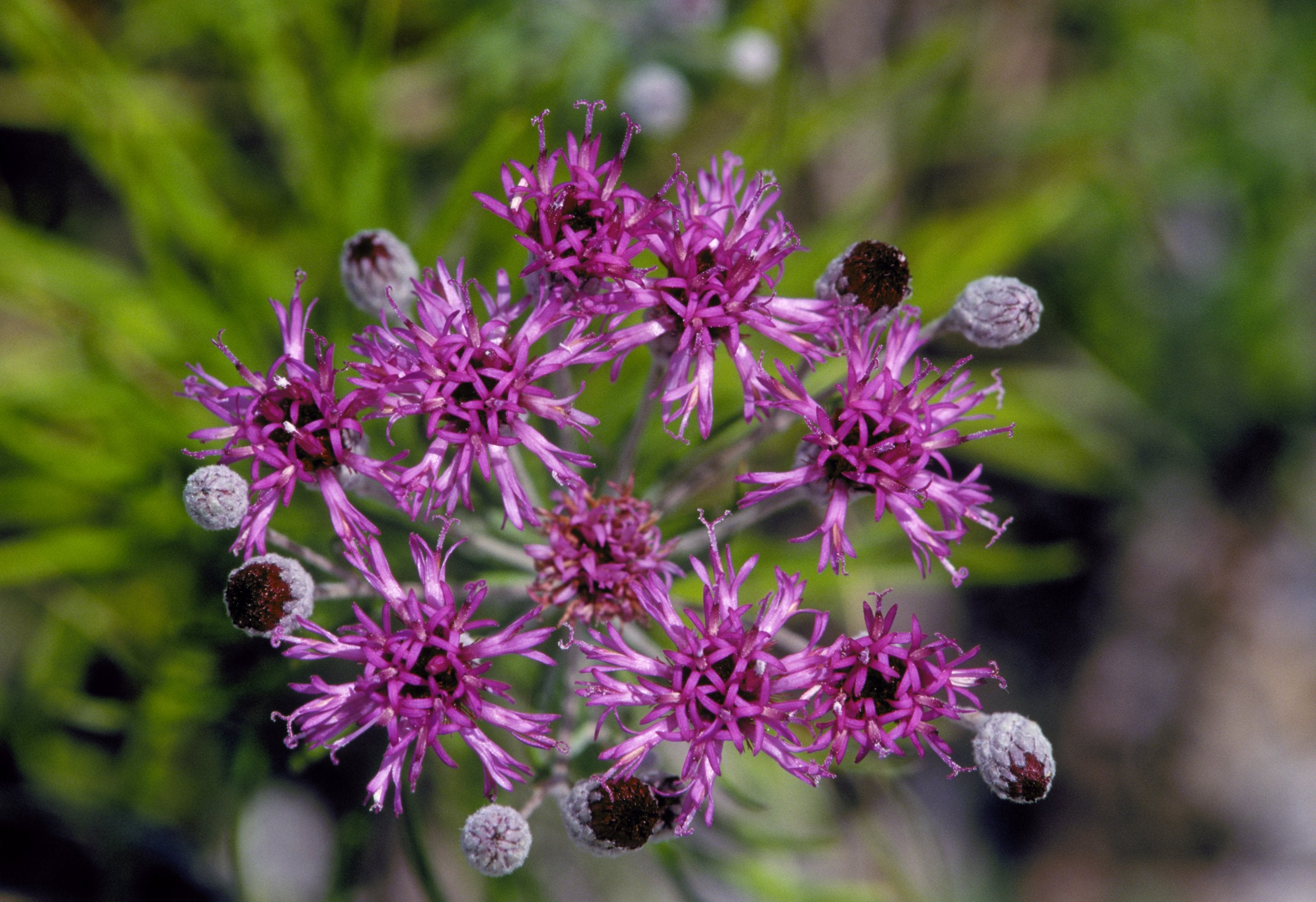 Vernonia lindheimeri (Woolly Ironweed)