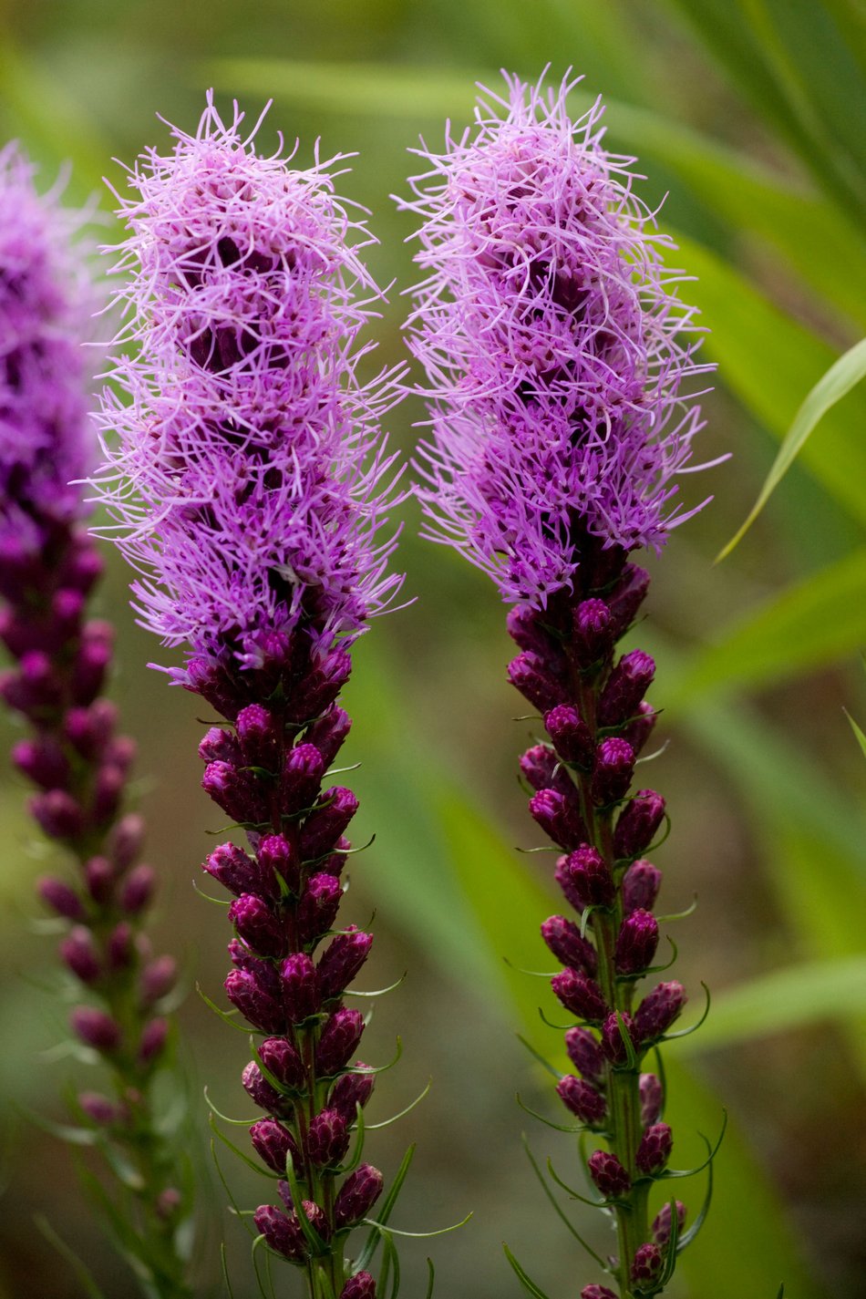 Liatris punctata (Dotted Gayfeather)