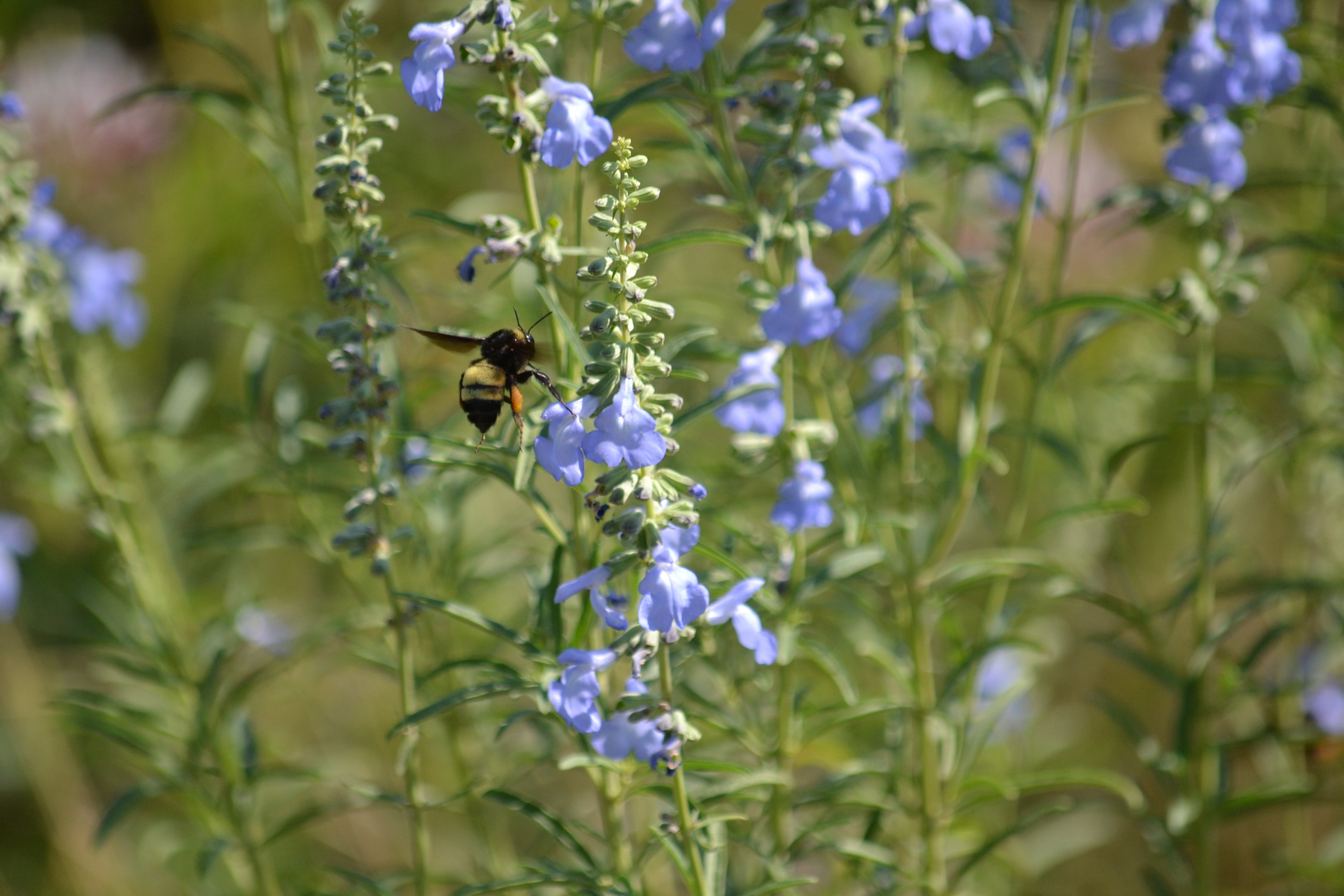 Salvia azurea (Azure Blue Sage)