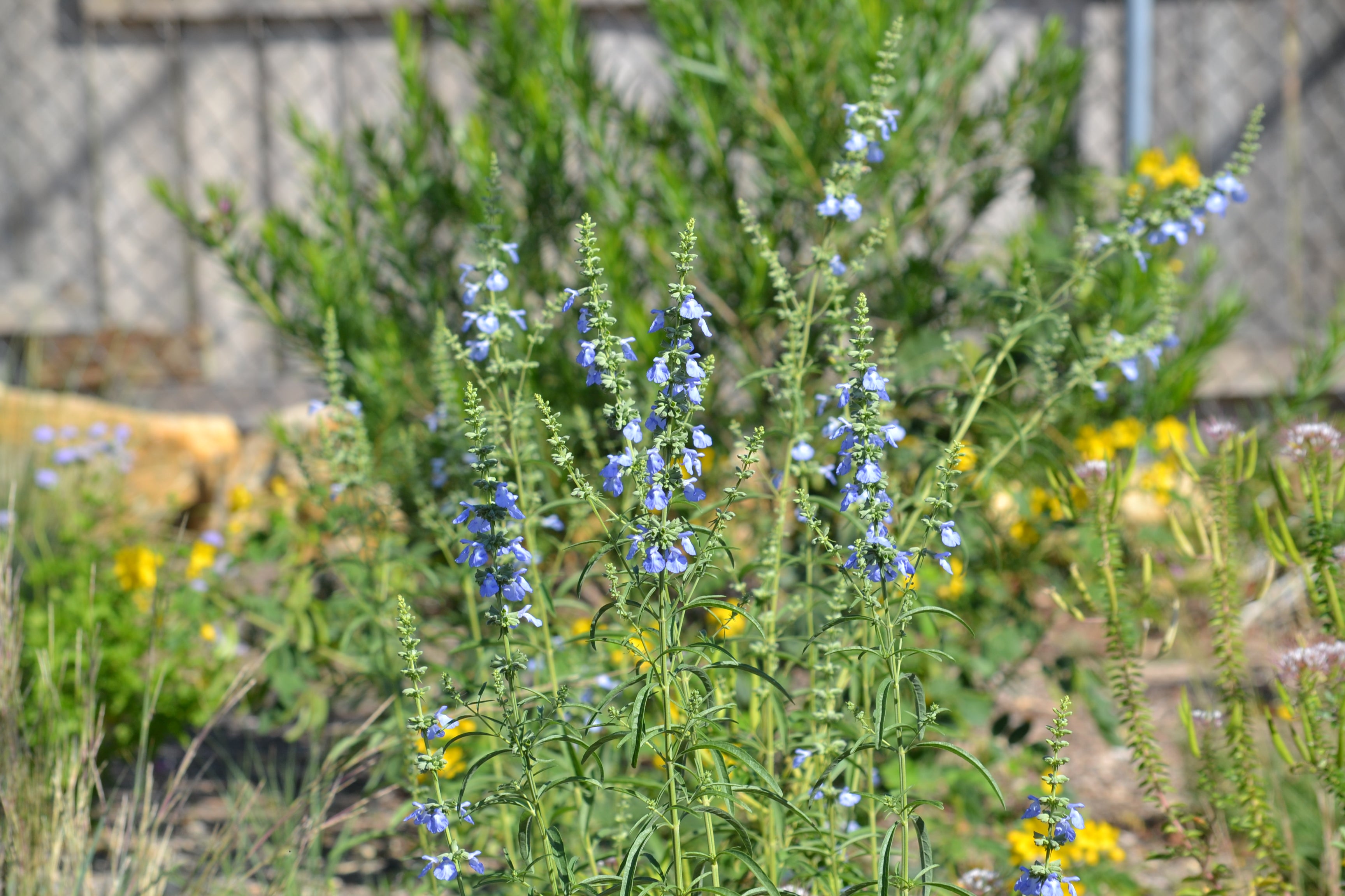 Salvia azurea (Azure Blue Sage)