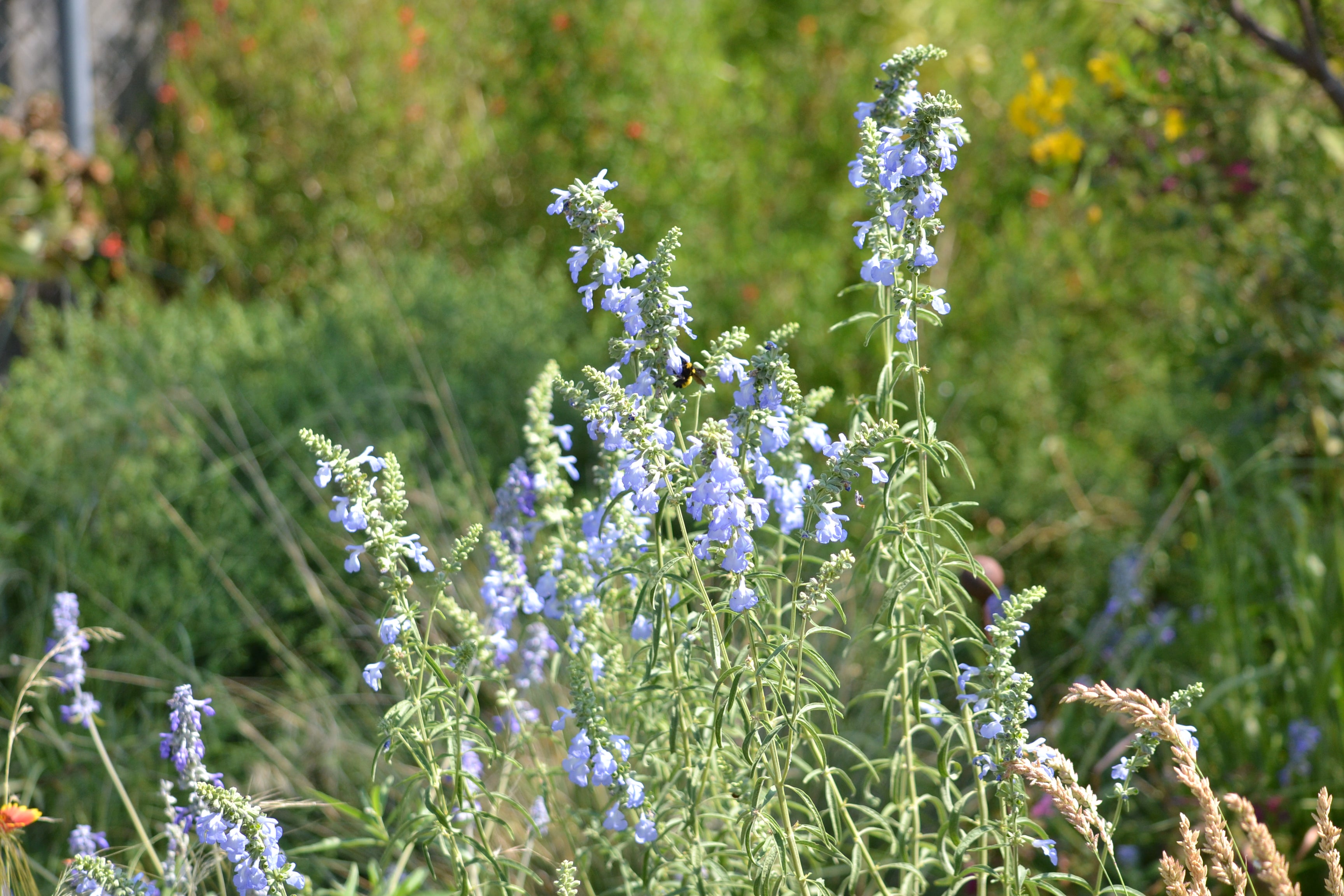 Salvia azurea (Azure Blue Sage)