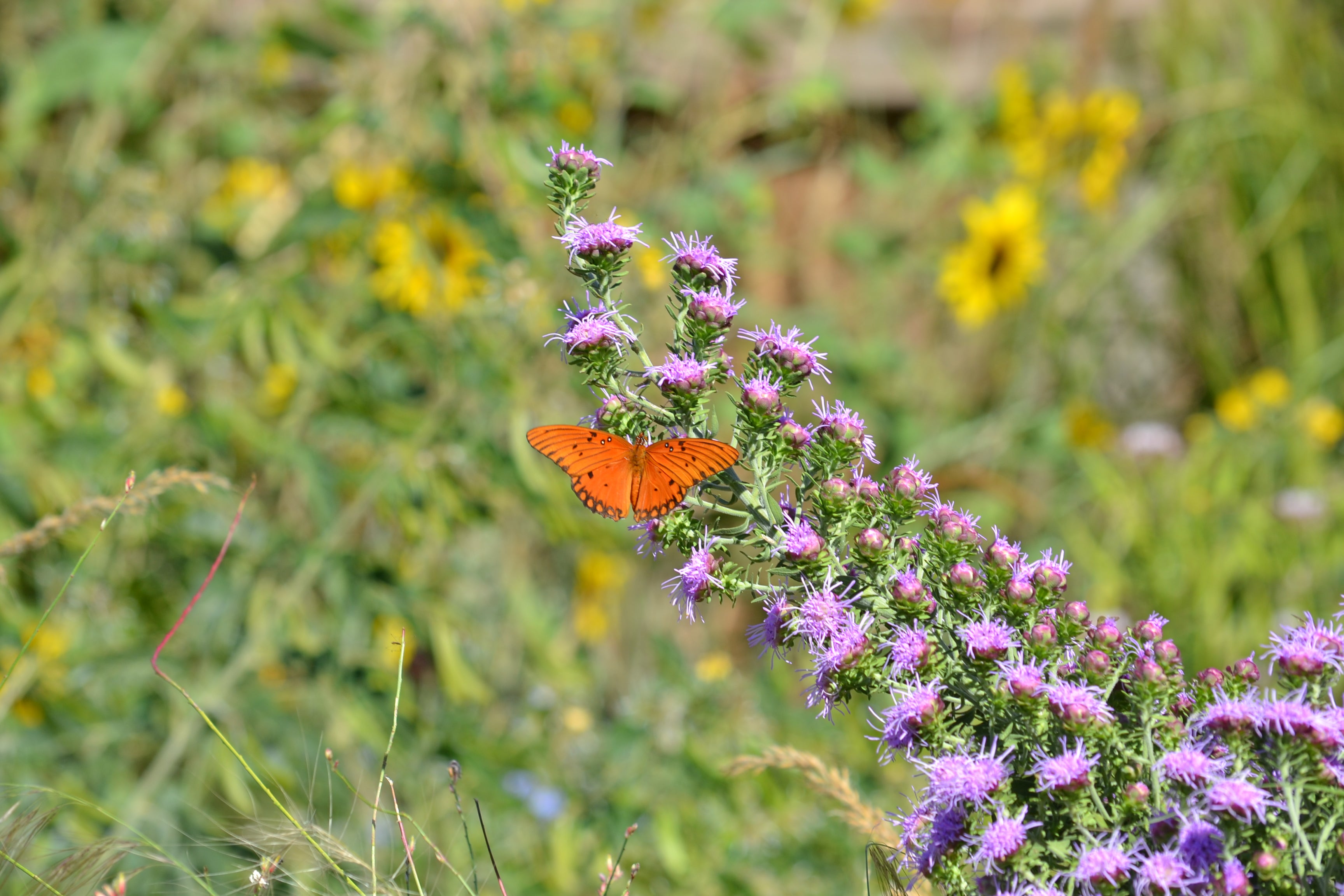 Liatris aspera (Rough Gayfeather)