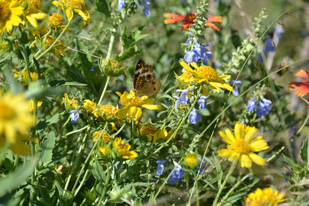 Cowpen Daisy Verbesina encelioides